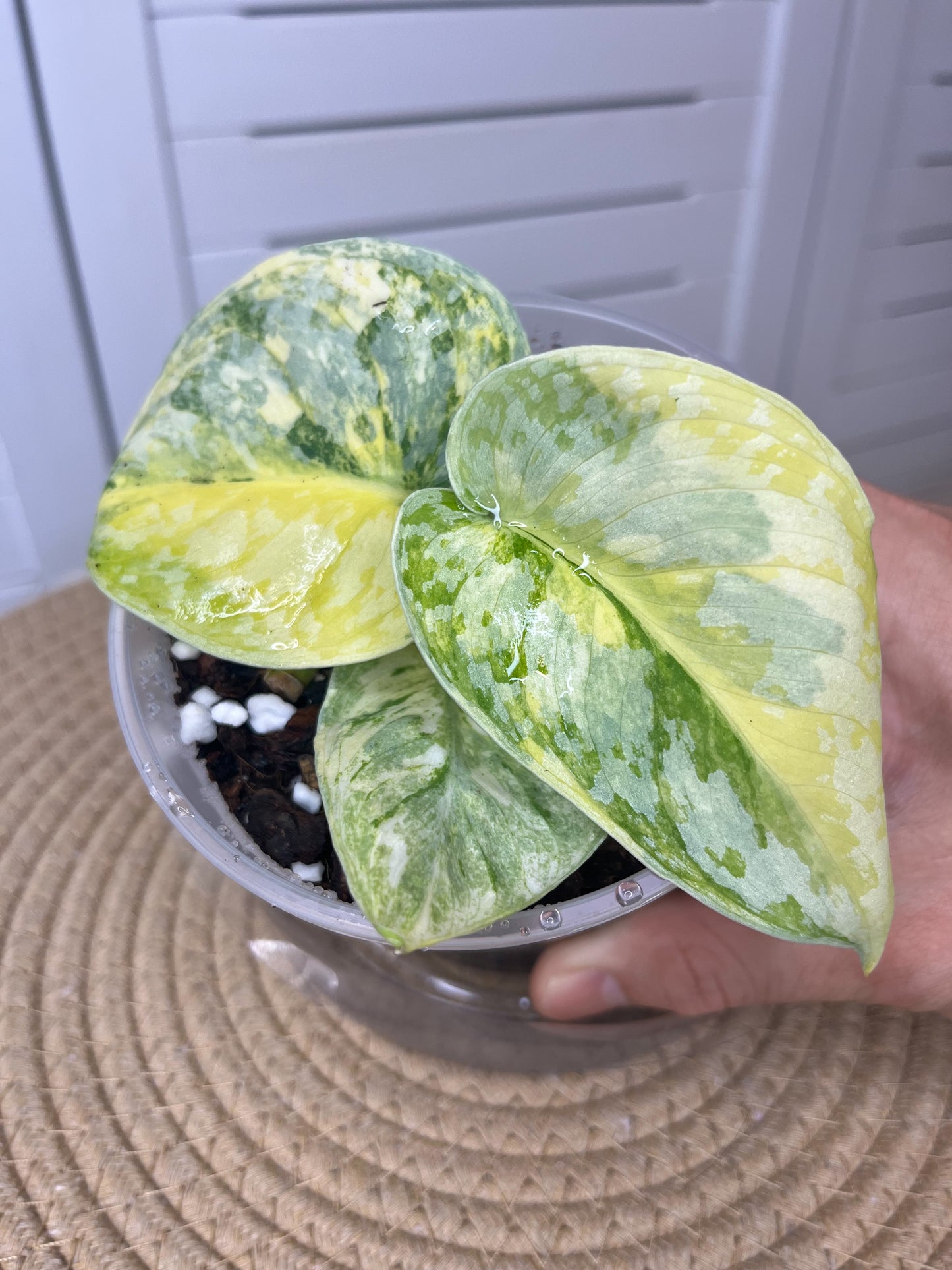 Scindapsus Exotica Variegated #2
