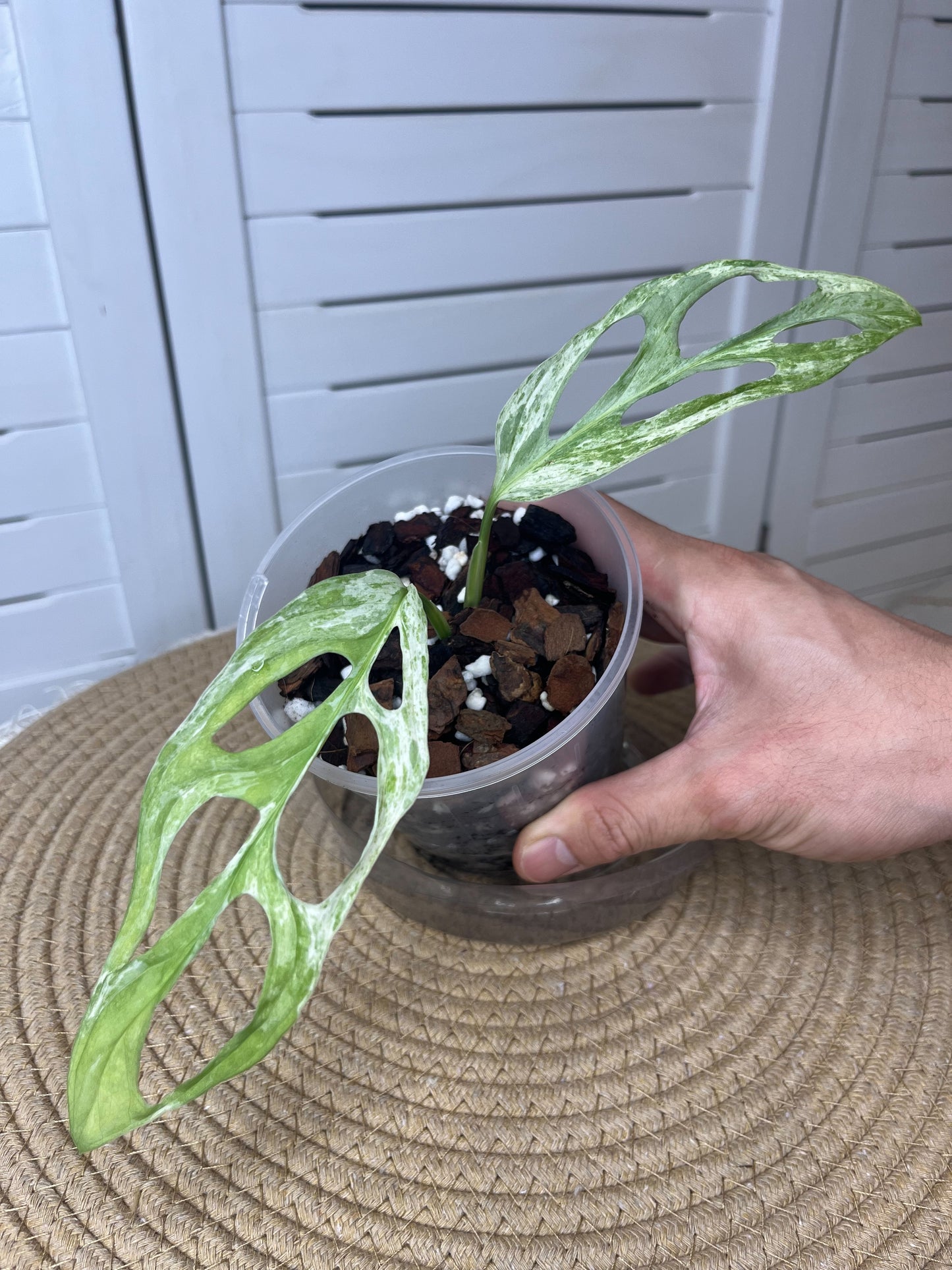 Monstera Adansonii Mint #1