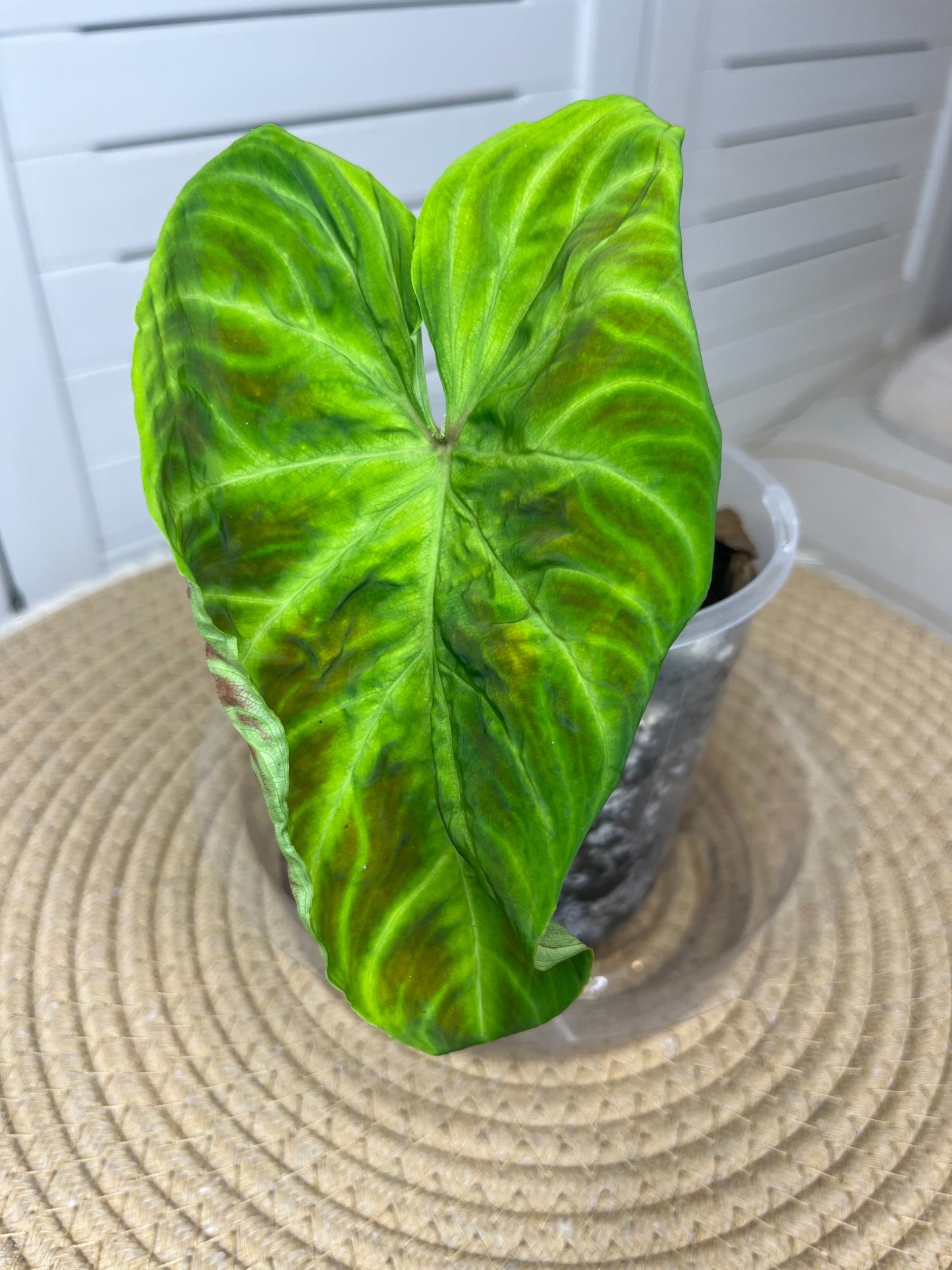 Philodendron Verrucosum 1