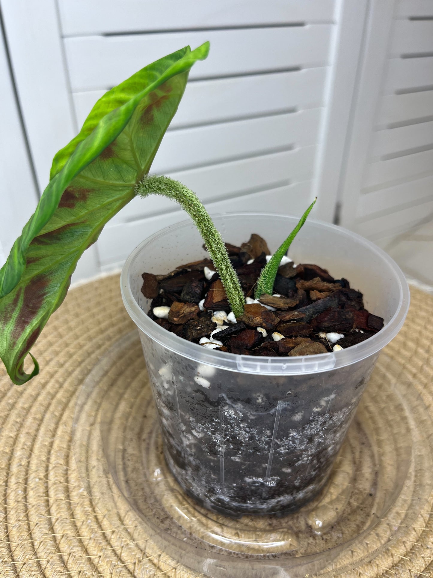 Philodendron Verrucosum 1