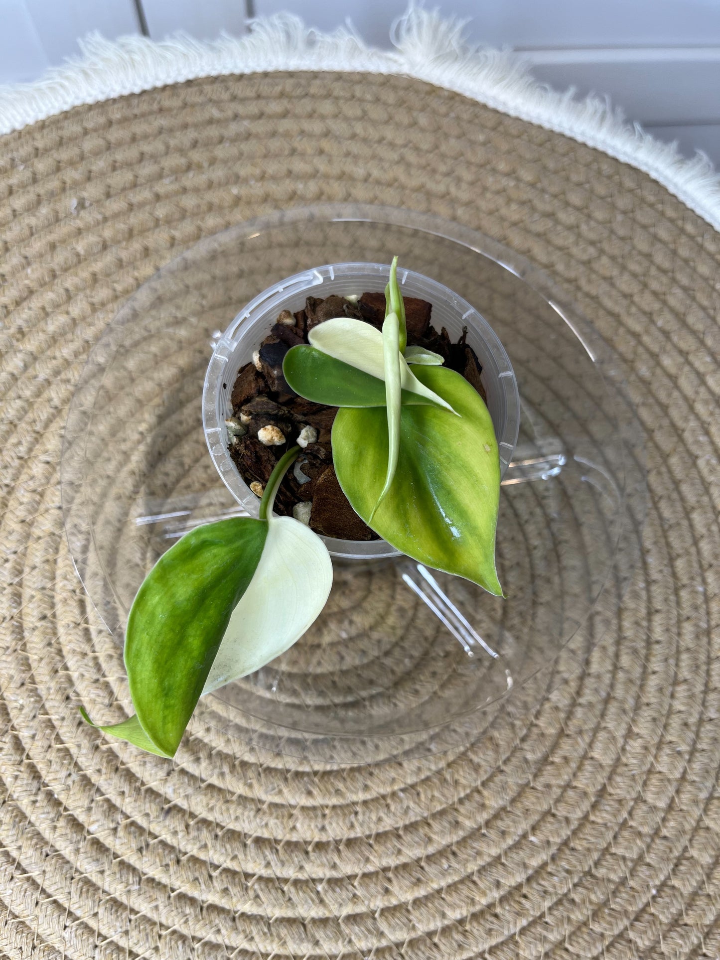 Philodendron Hederaceum(Heartleaf) ALBO Variegated #1