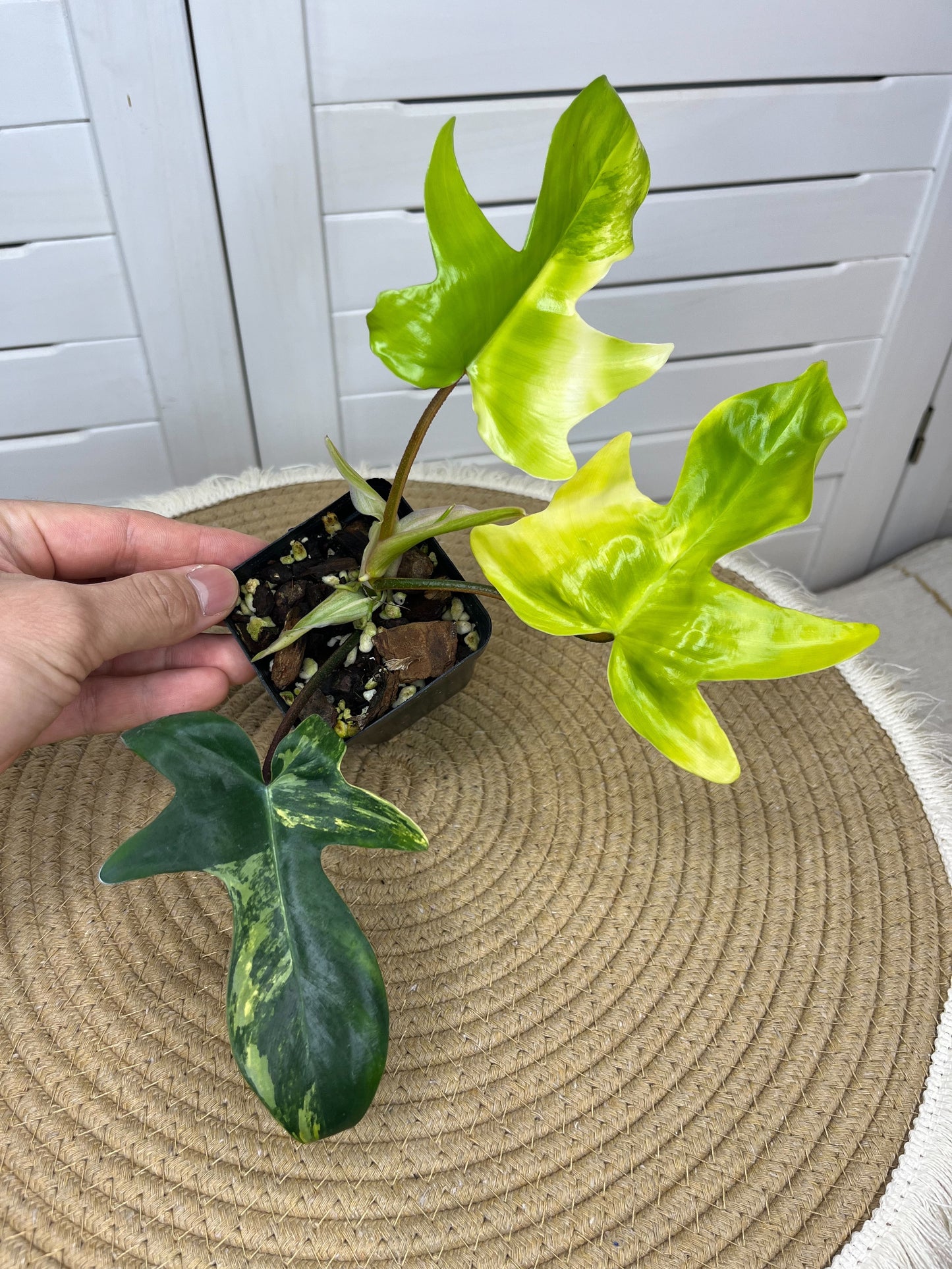 Philodendron Florida Beauty variegated (1)