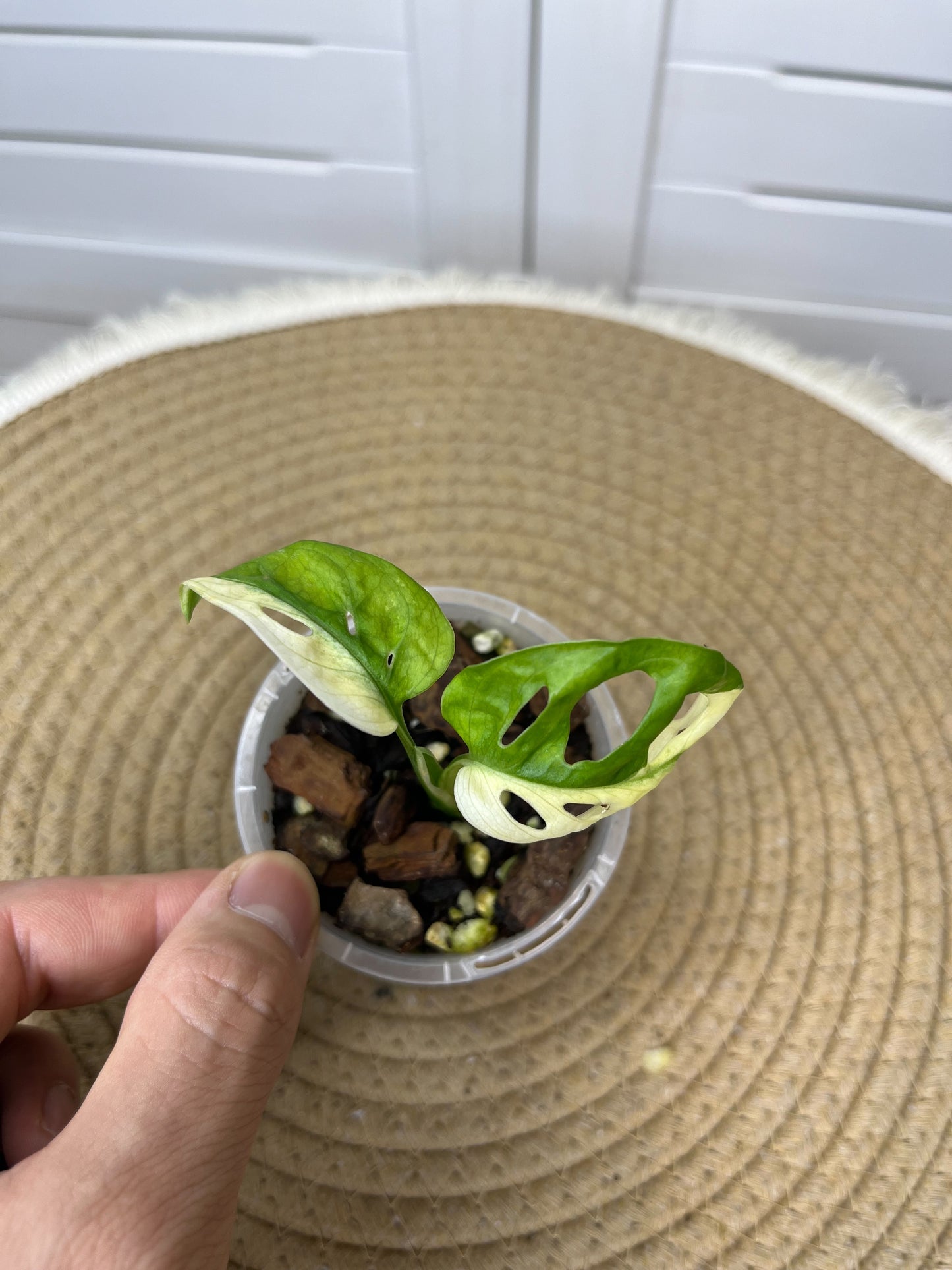 Monstera Monkey Mask(Adansonii) Variegated (2) small sized