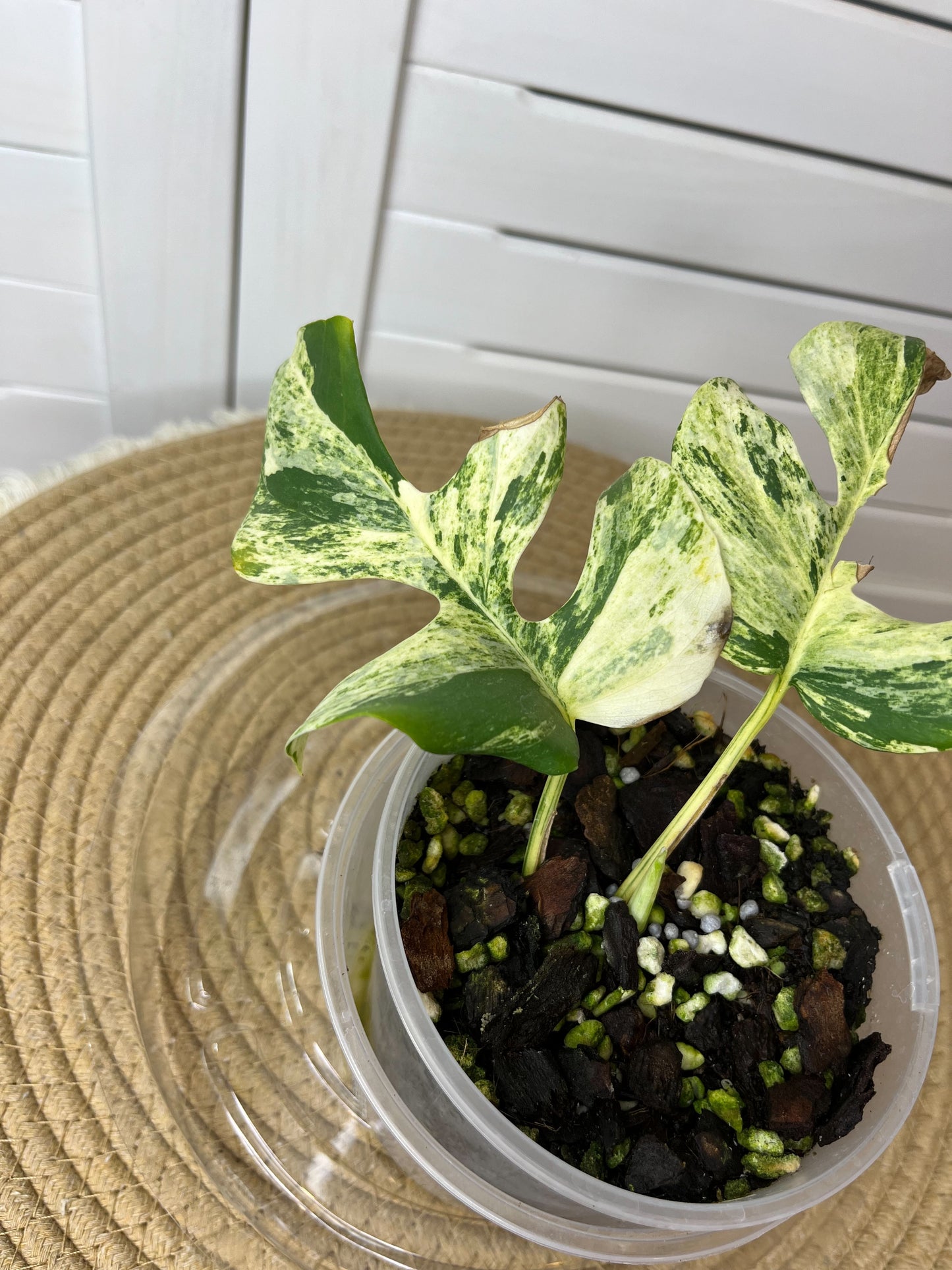 Minima Albo(Rhaphidophora Tetrasperma) Variegated - 1