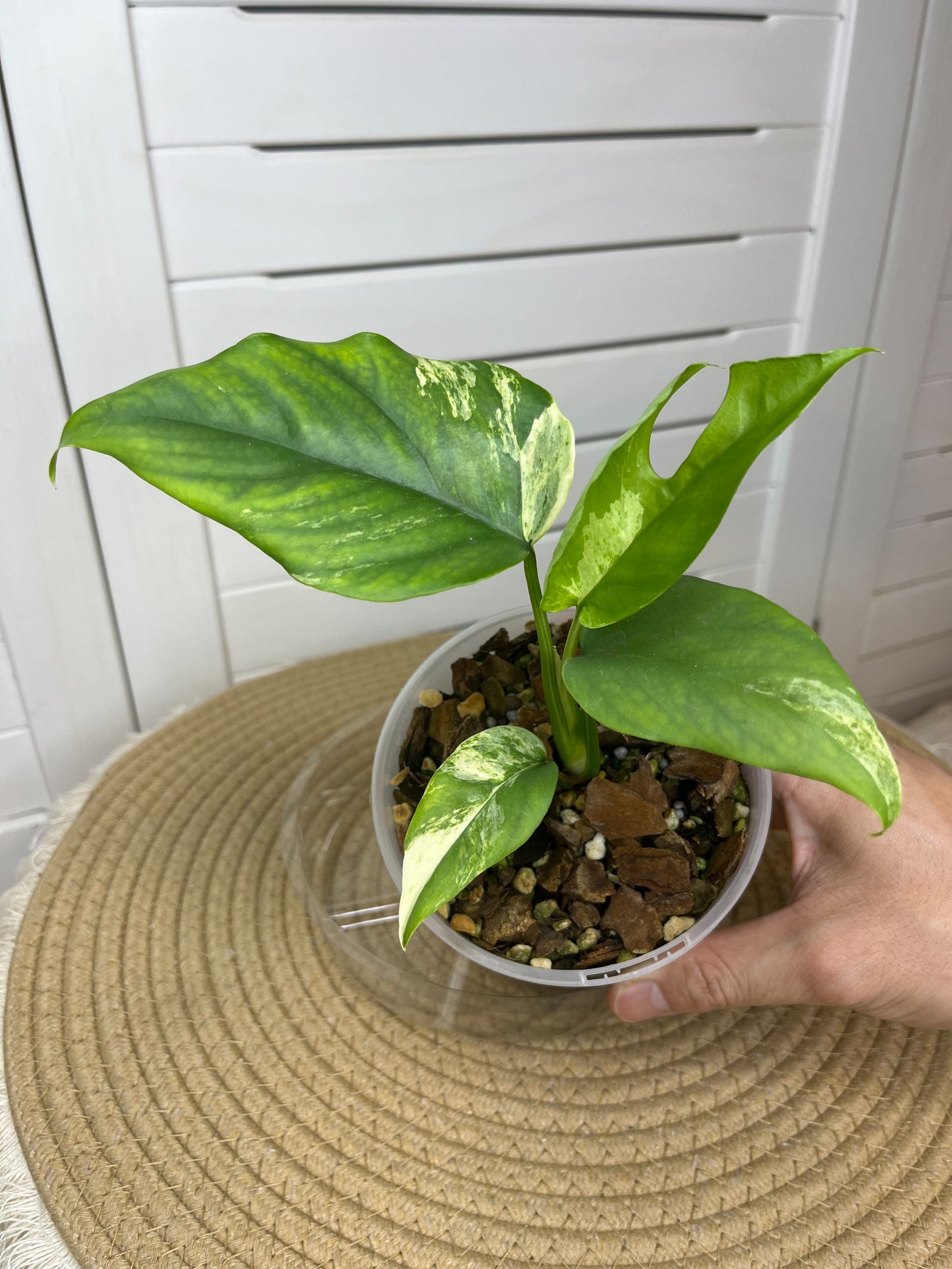 Minima Albo(Rhaphidophora Tetrasperma) Variegated 1