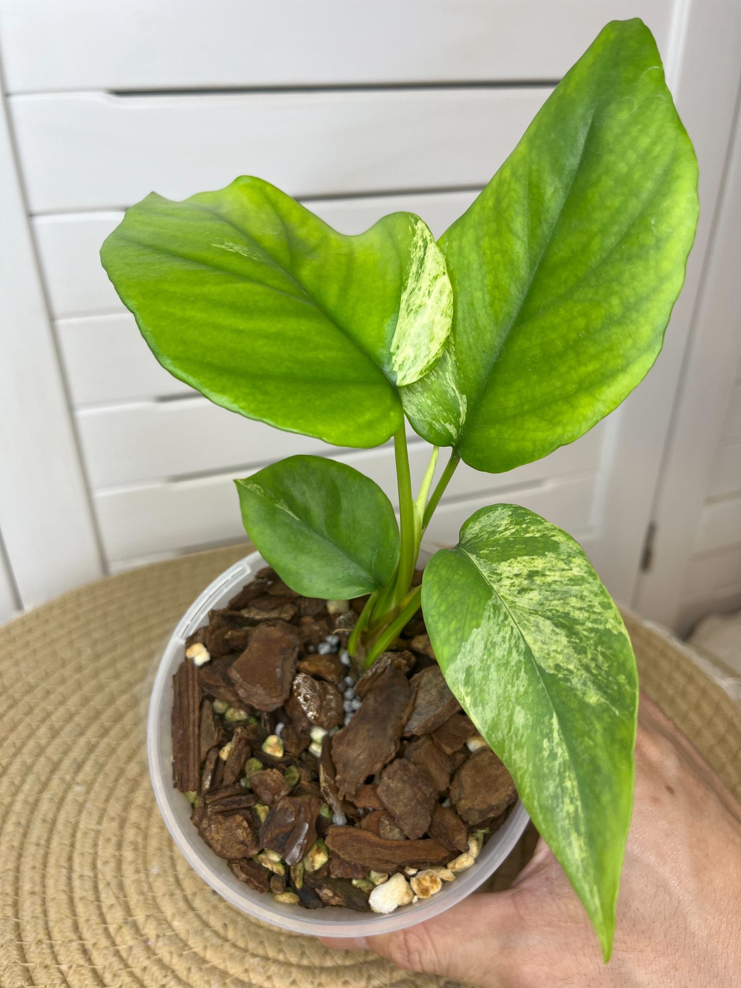 Minima Albo(Rhaphidophora Tetrasperma) Variegated 2