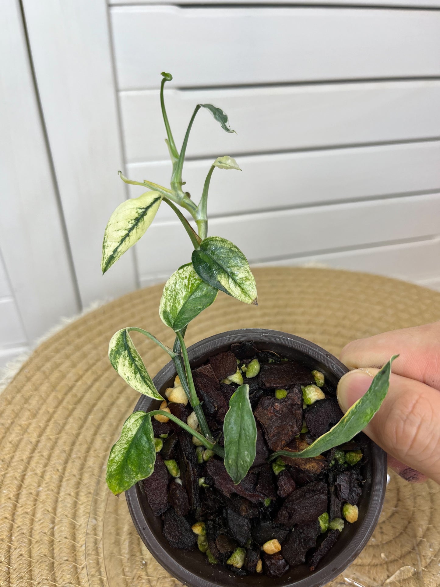 Epipremnum Pinnatum Bali Hanoman 5