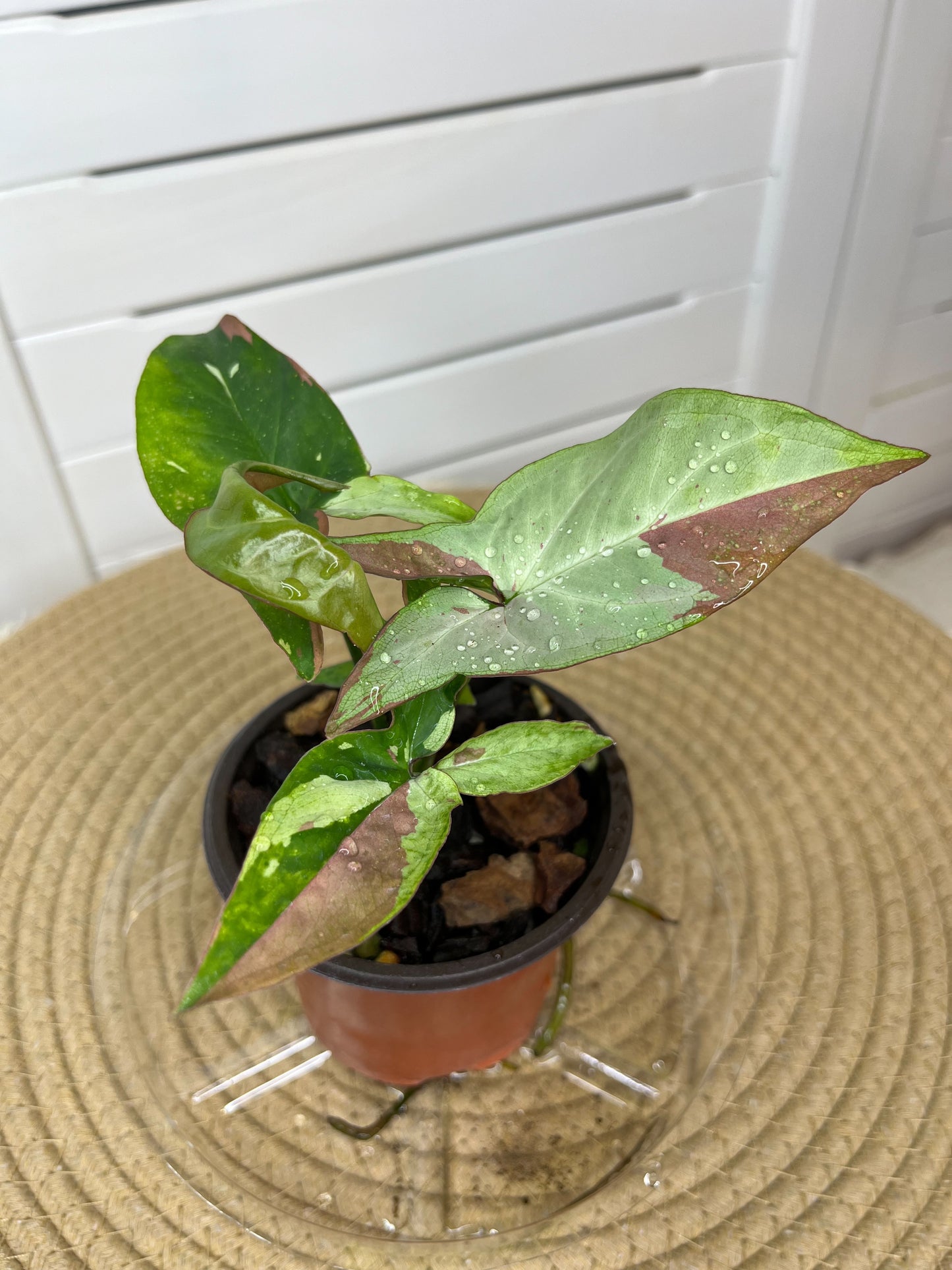 Syngonium Red Spot Tricolour 1