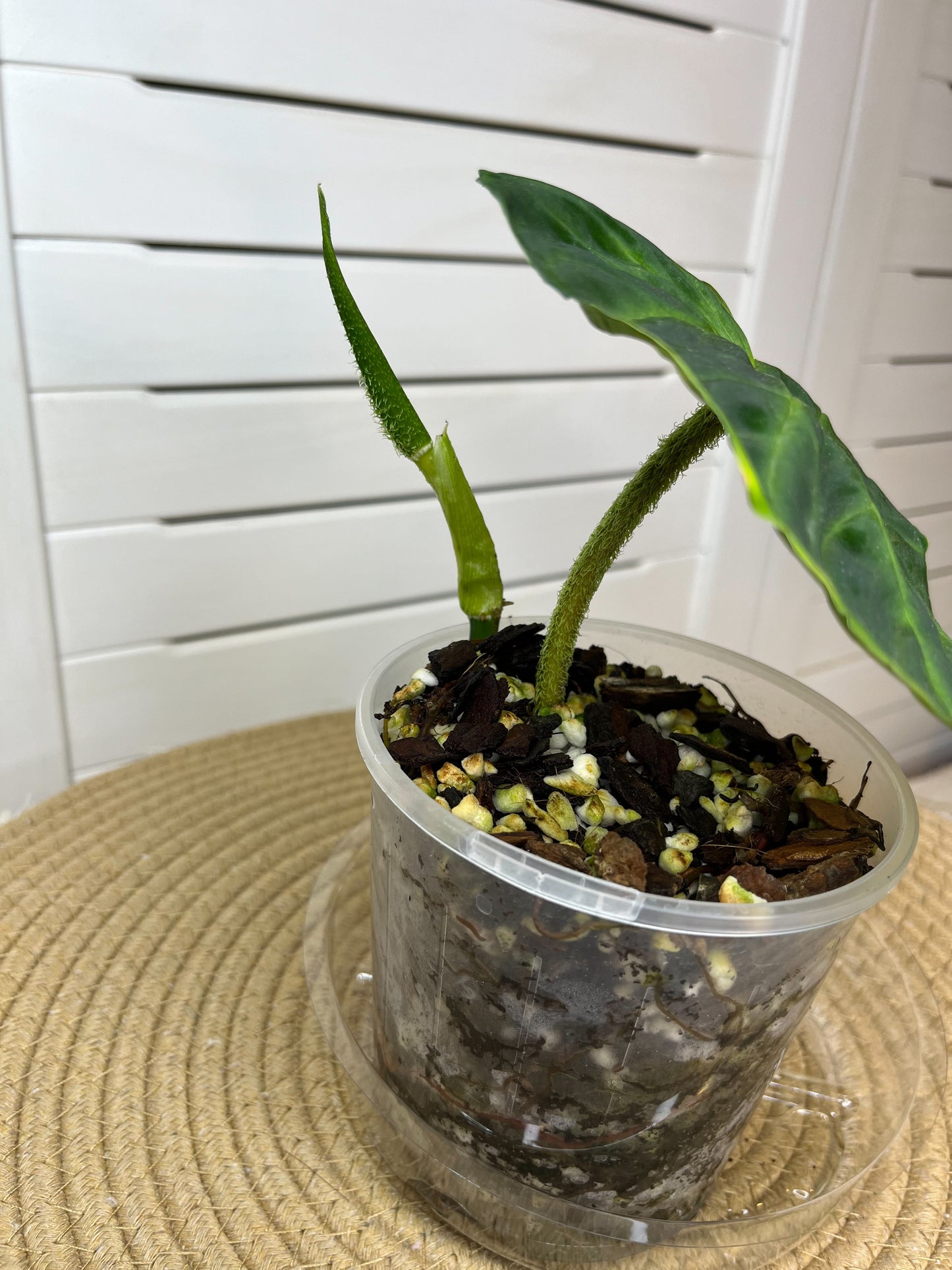 Philodendron Verrucosum 1