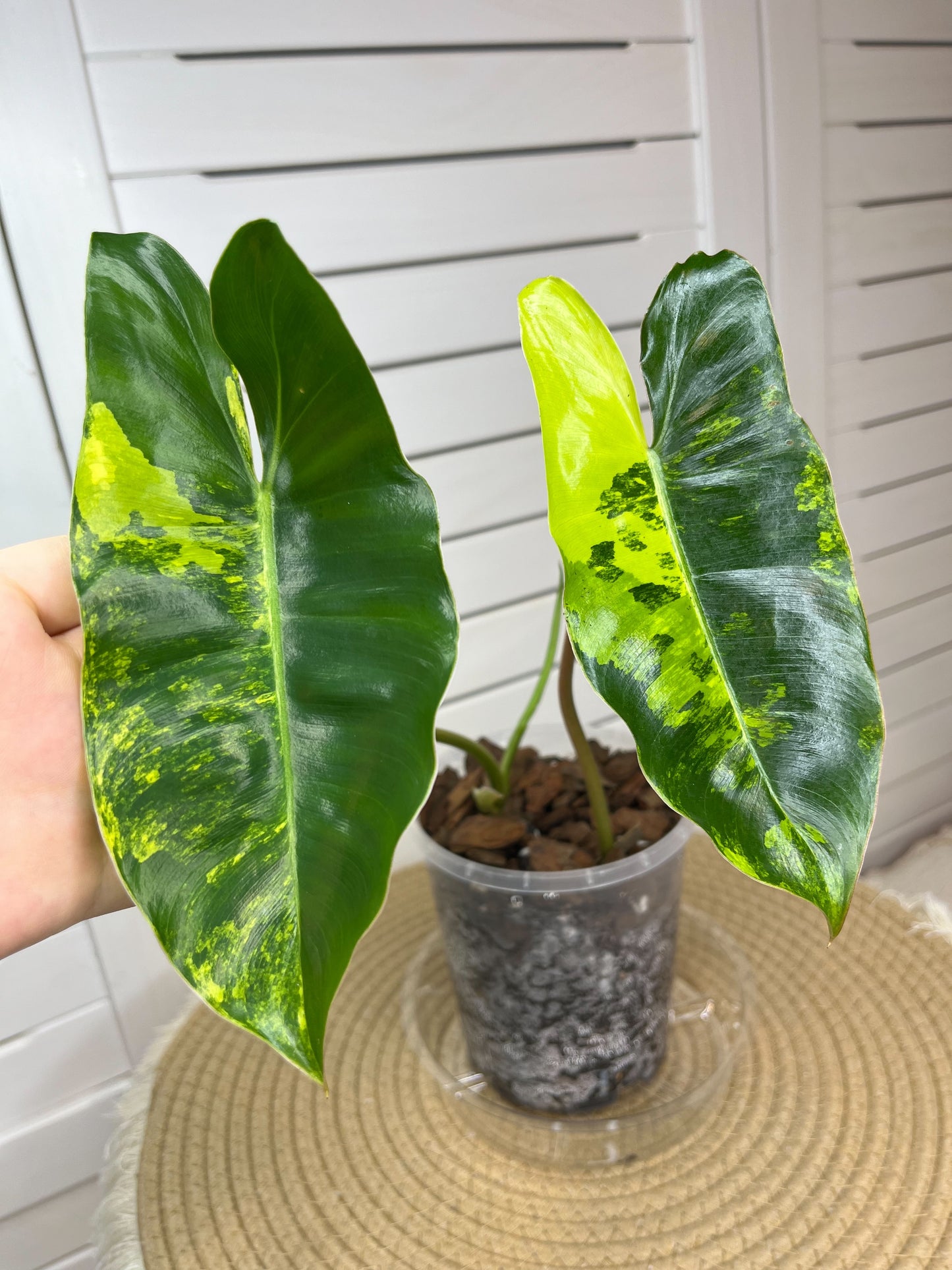 Philodendron Burle Marx variegated 1