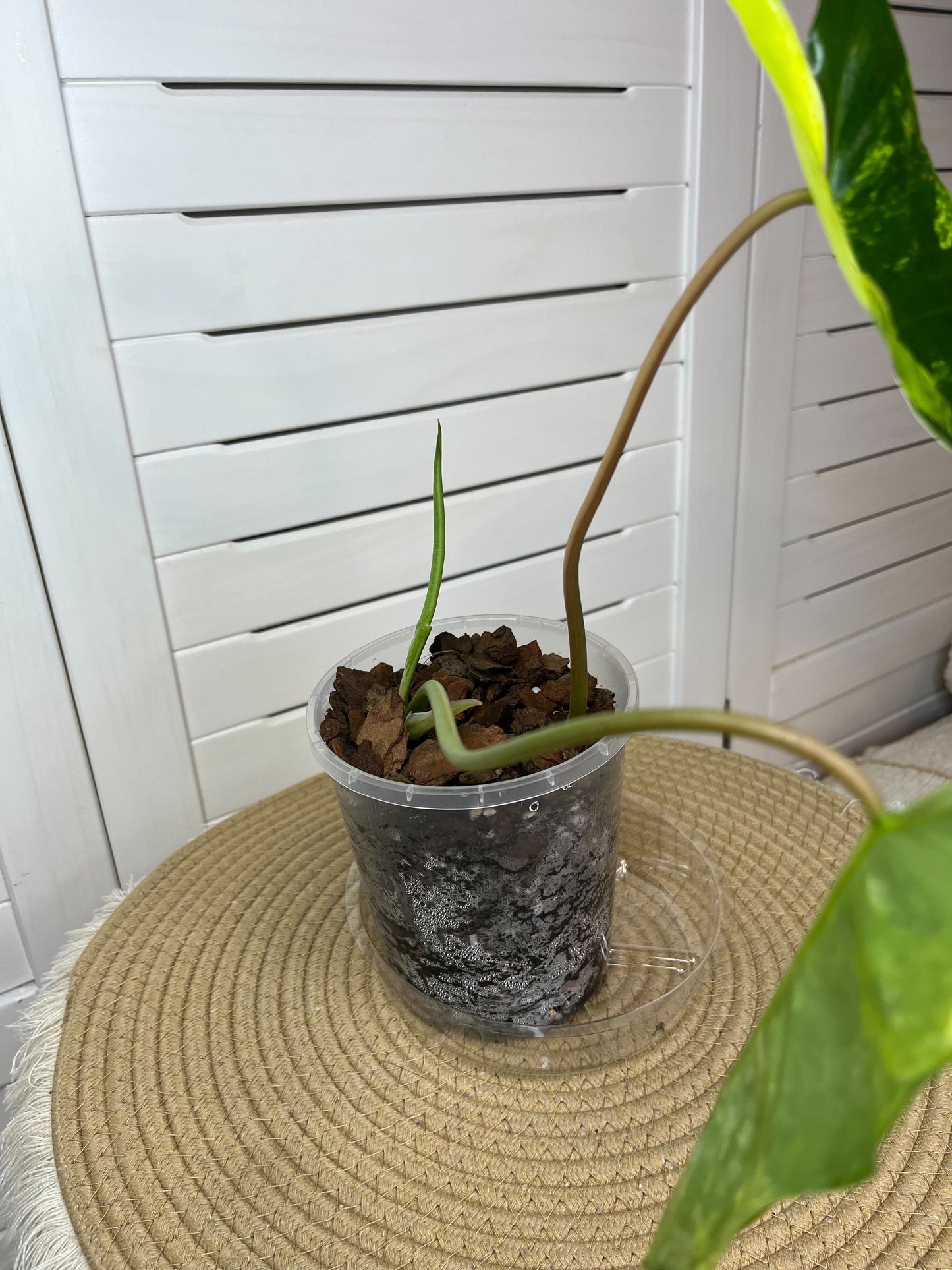 Philodendron Burle Marx variegated 1