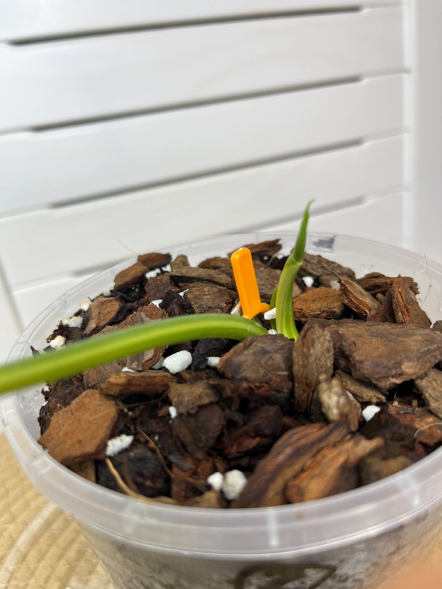 Philodendron Burle Marx variegated 2