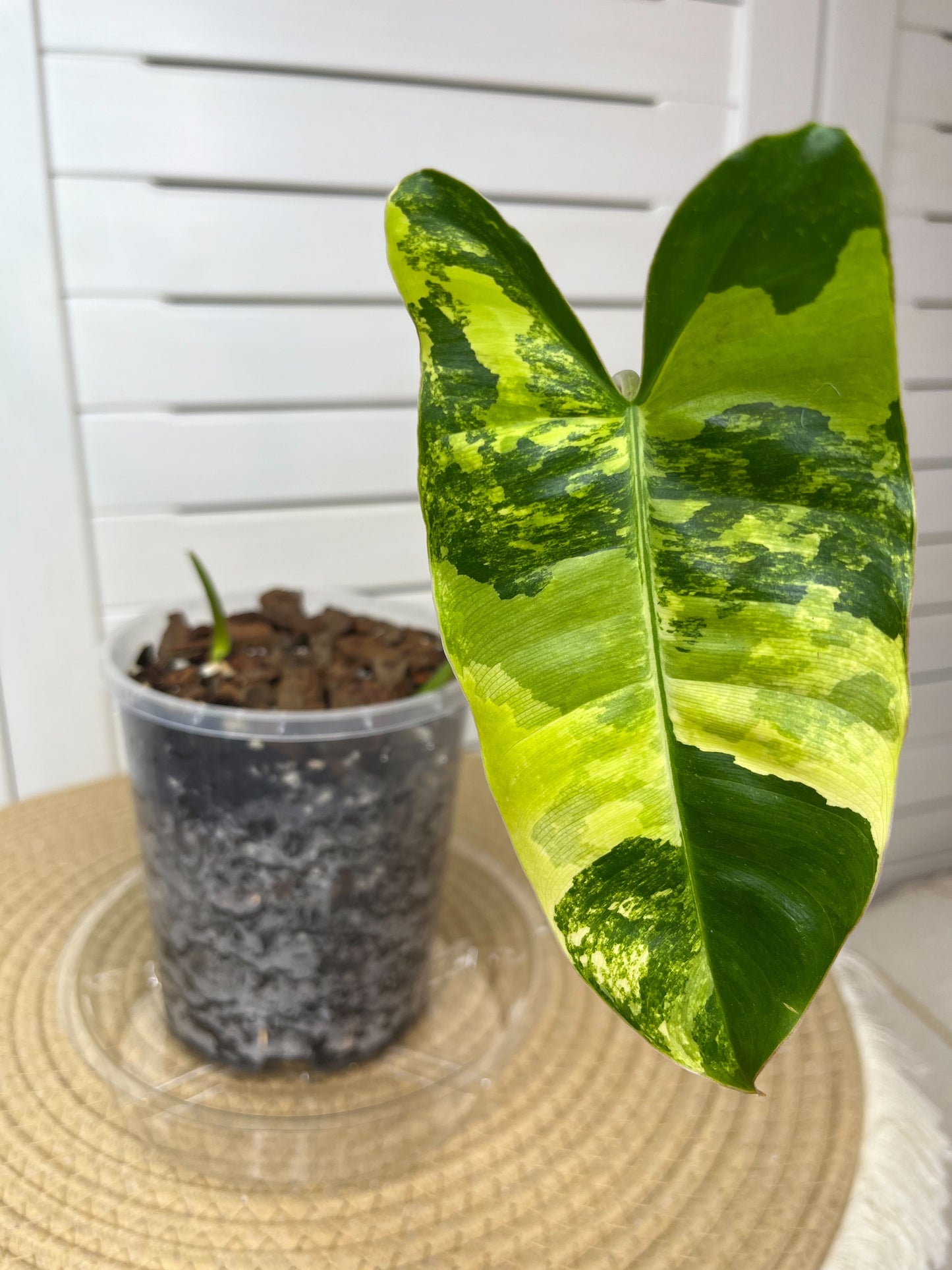 Philodendron Burle Marx variegated 3