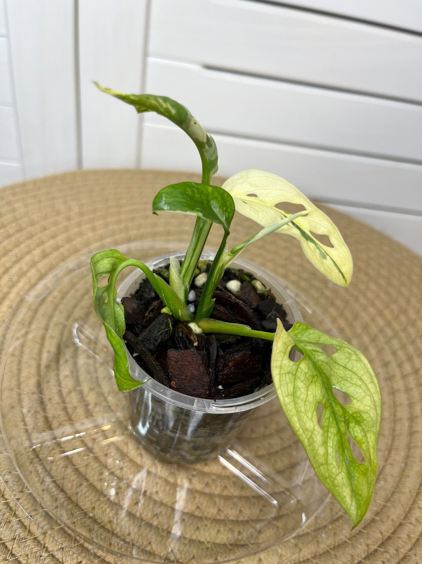 Monstera Monkey Mask(Adansonii) Variegated 4