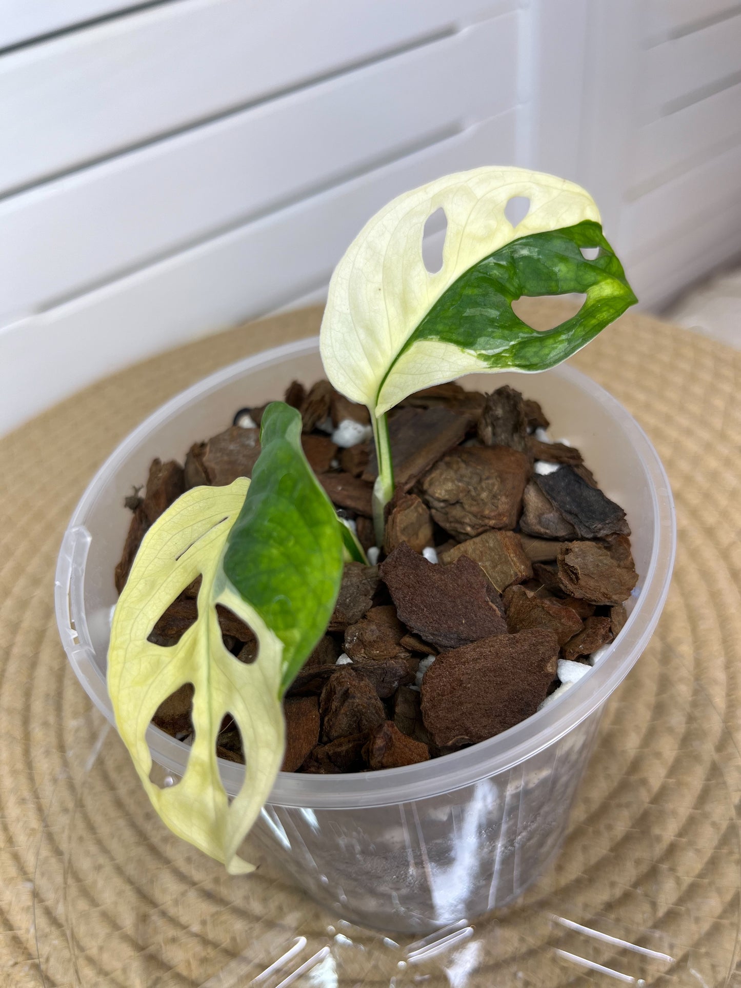 Monstera Monkey Mask(Adansonii) Variegated 5