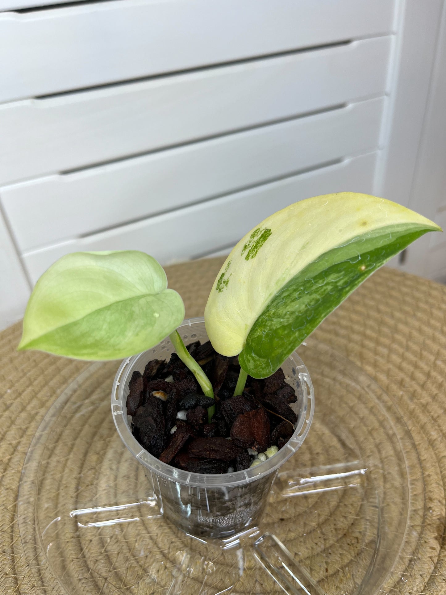 Scindapsus Jade Satin Variegated 1