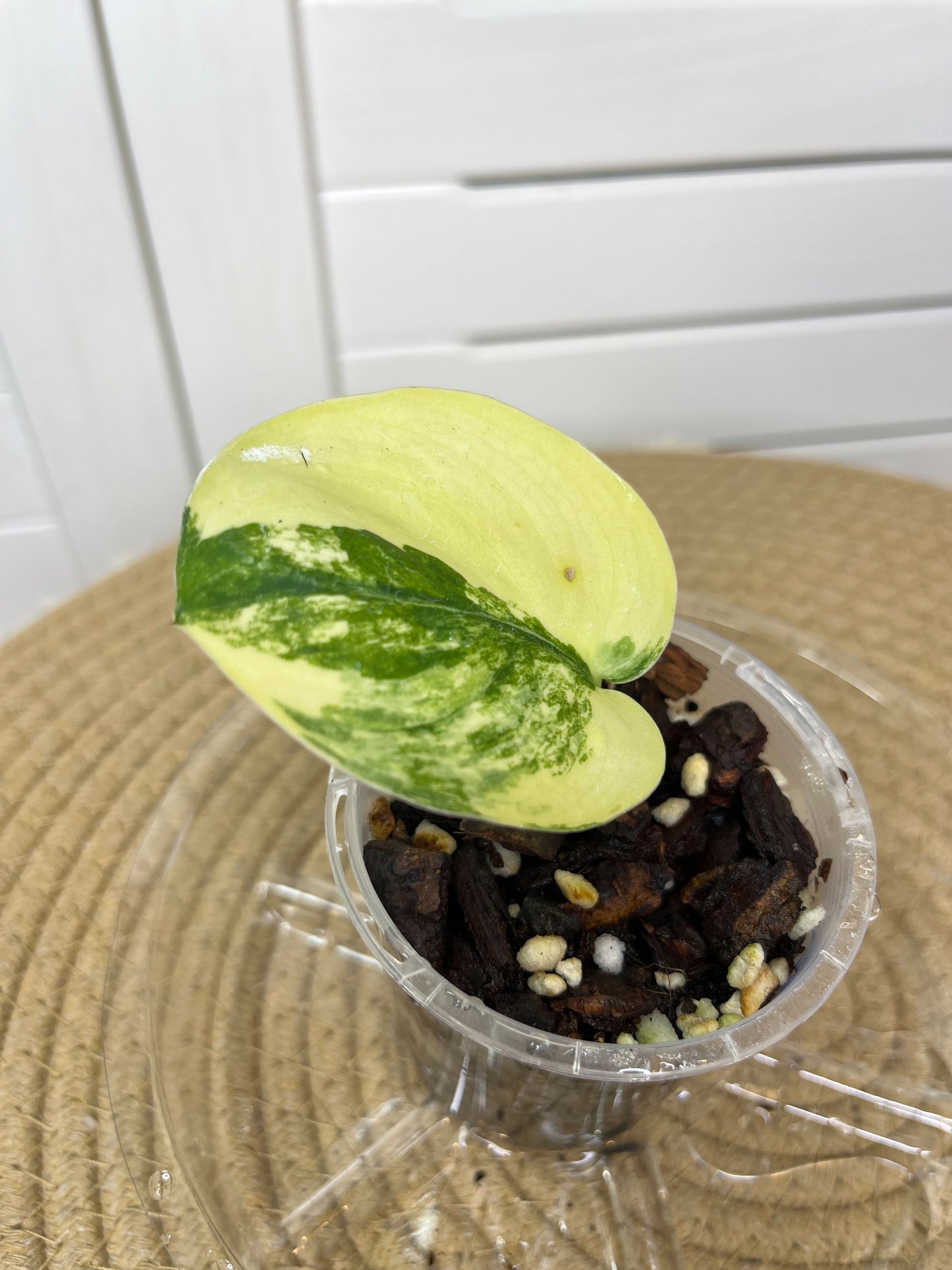 Scindapsus Jade Satin Variegated 2