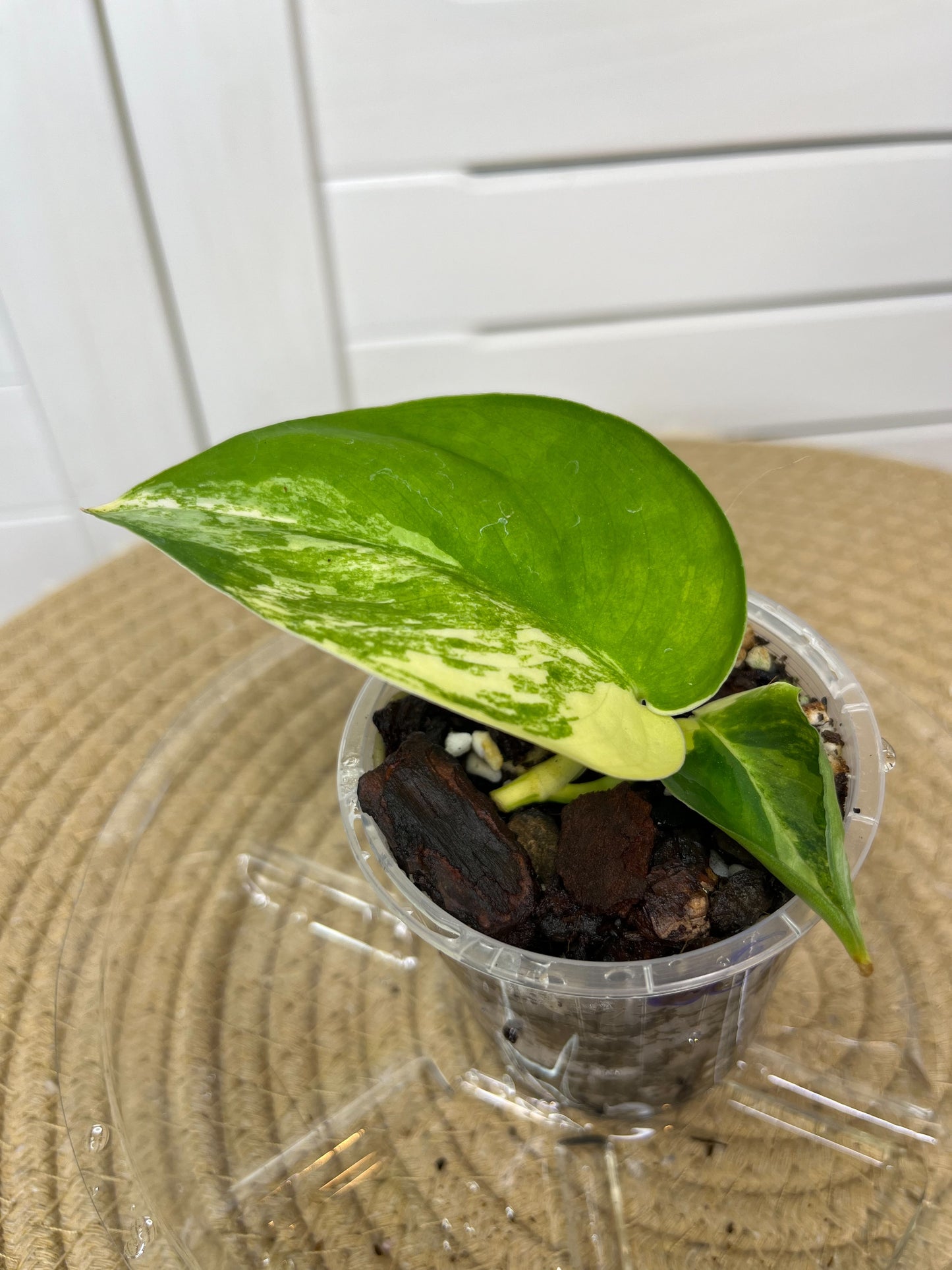 Scindapsus Jade Satin Variegated 3