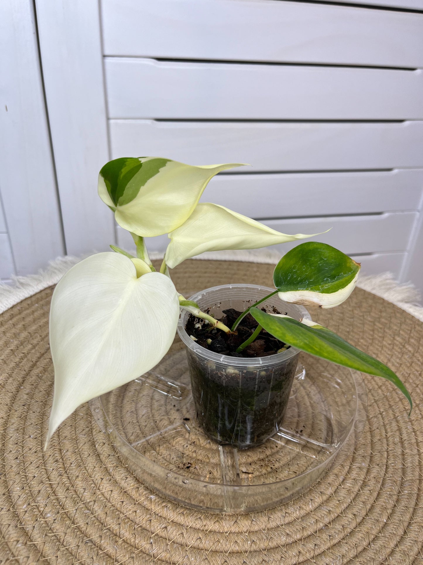 Philodendron Hederaceum(Heartleaf) ALBO Variegated 1
