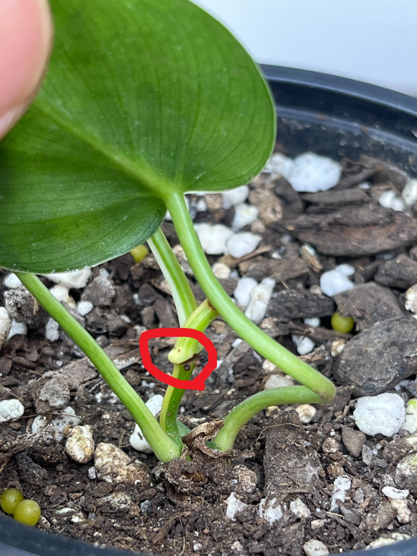 Philodendron Hederaceum(Heartleaf) ALBO Variegated (Base) 2