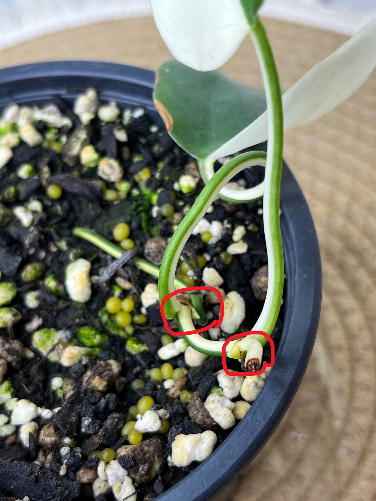 Philodendron Hederaceum(Heartleaf) ALBO Variegated (Base) 3