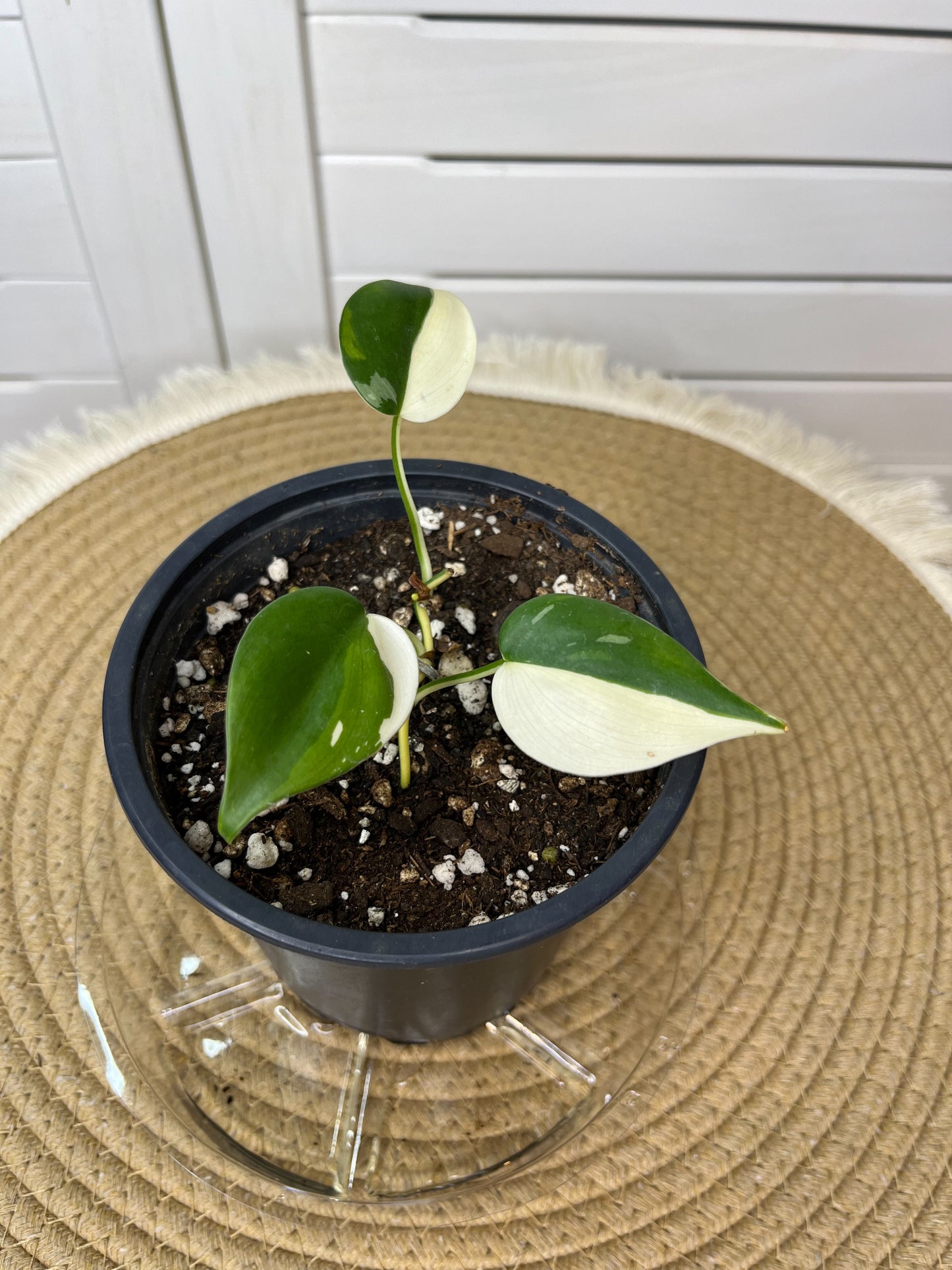 Philodendron Hederaceum(Heartleaf) ALBO Variegated (Base) 4