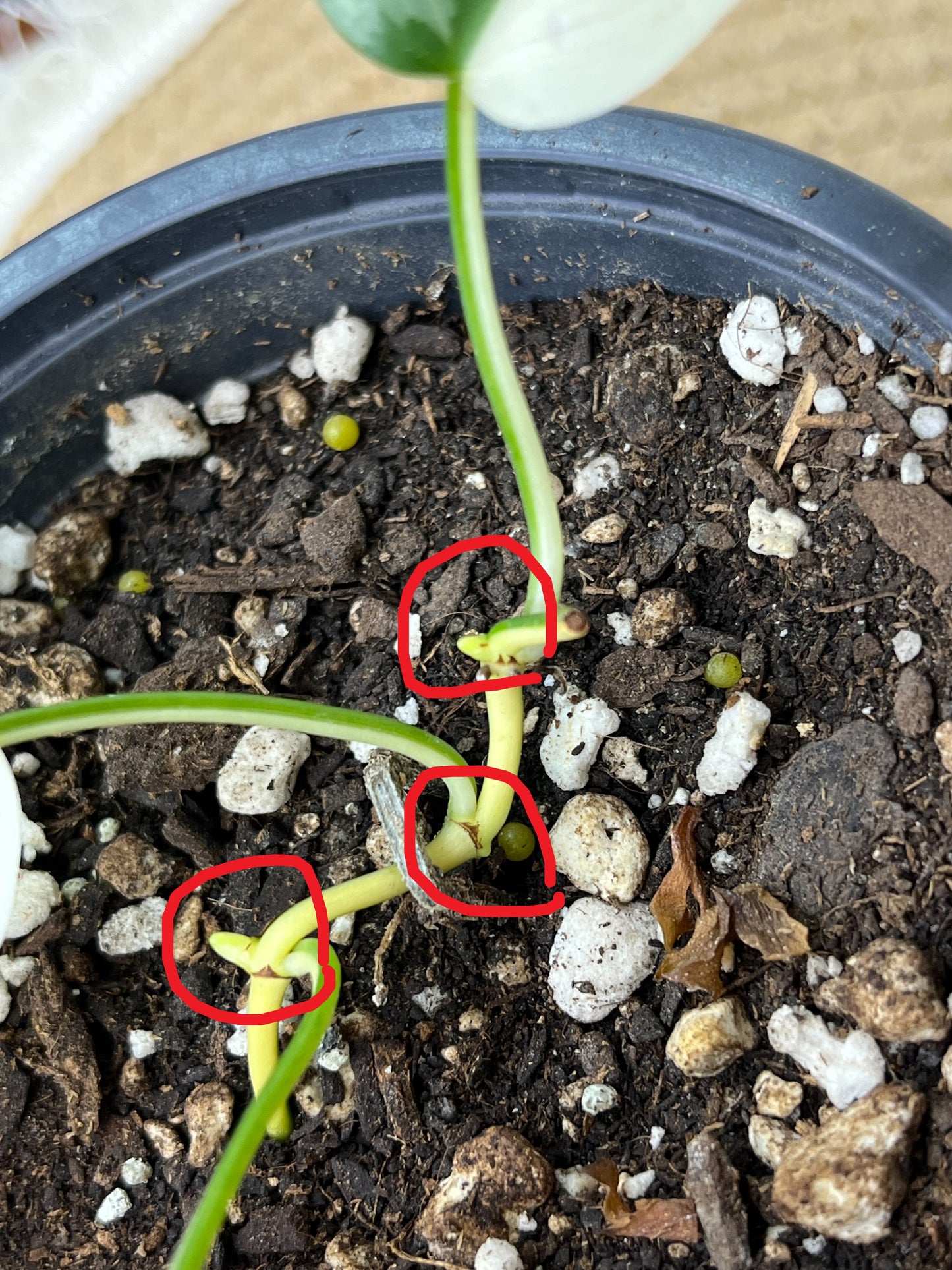 Philodendron Hederaceum(Heartleaf) ALBO Variegated (Base) 4