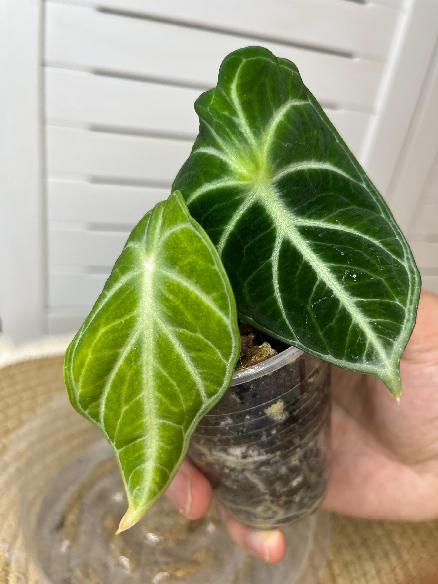 Alocasia Ninja 1