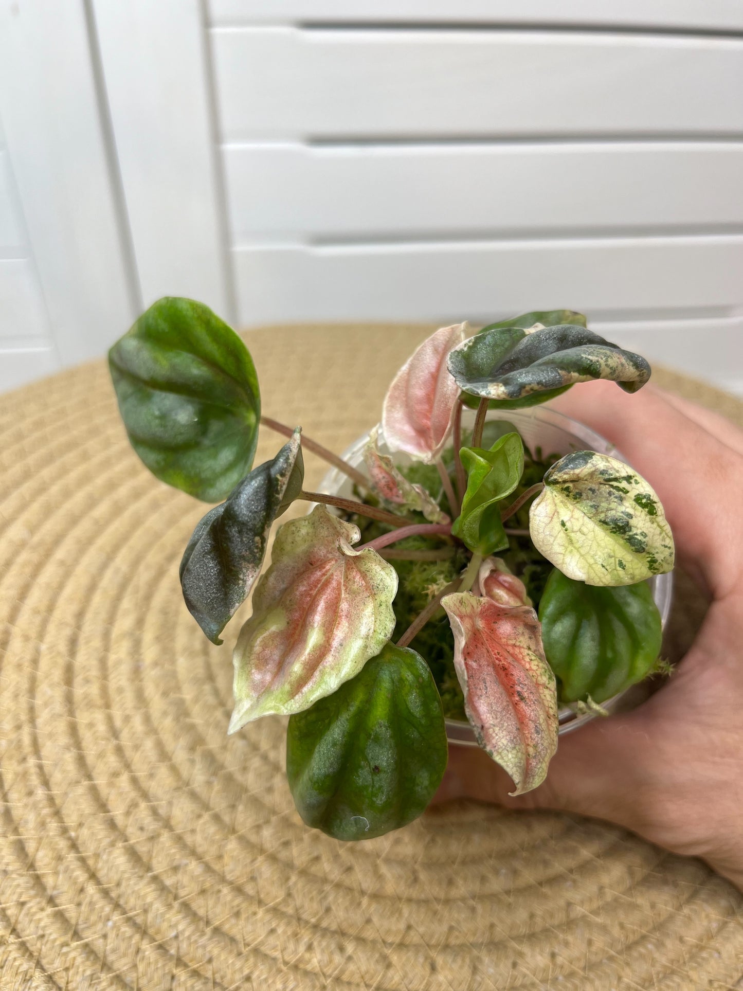 Peperomia Pink Lady 1