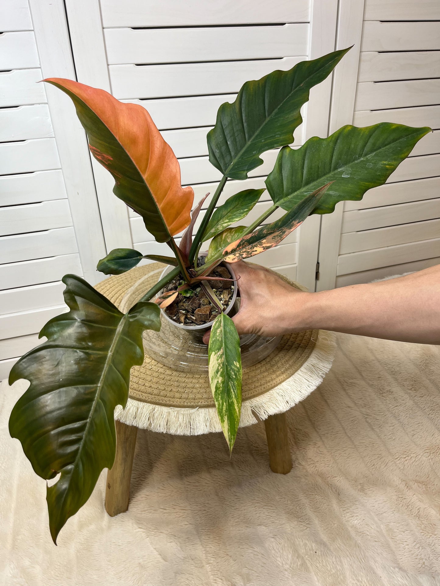 Philodendron Caramel Marble Variegated 1