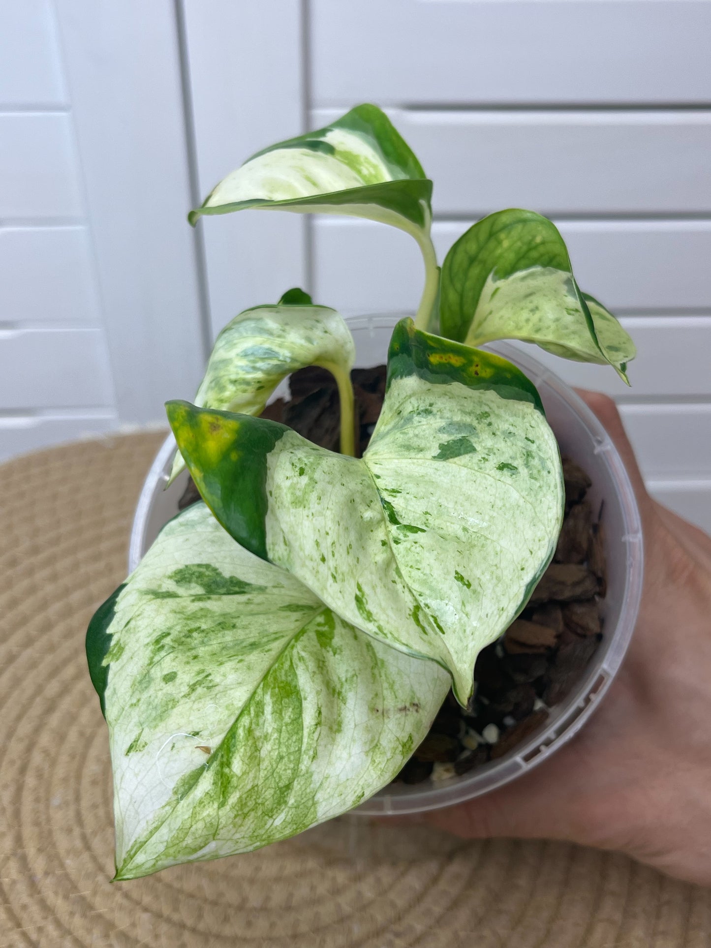 Manjula Pothos 1