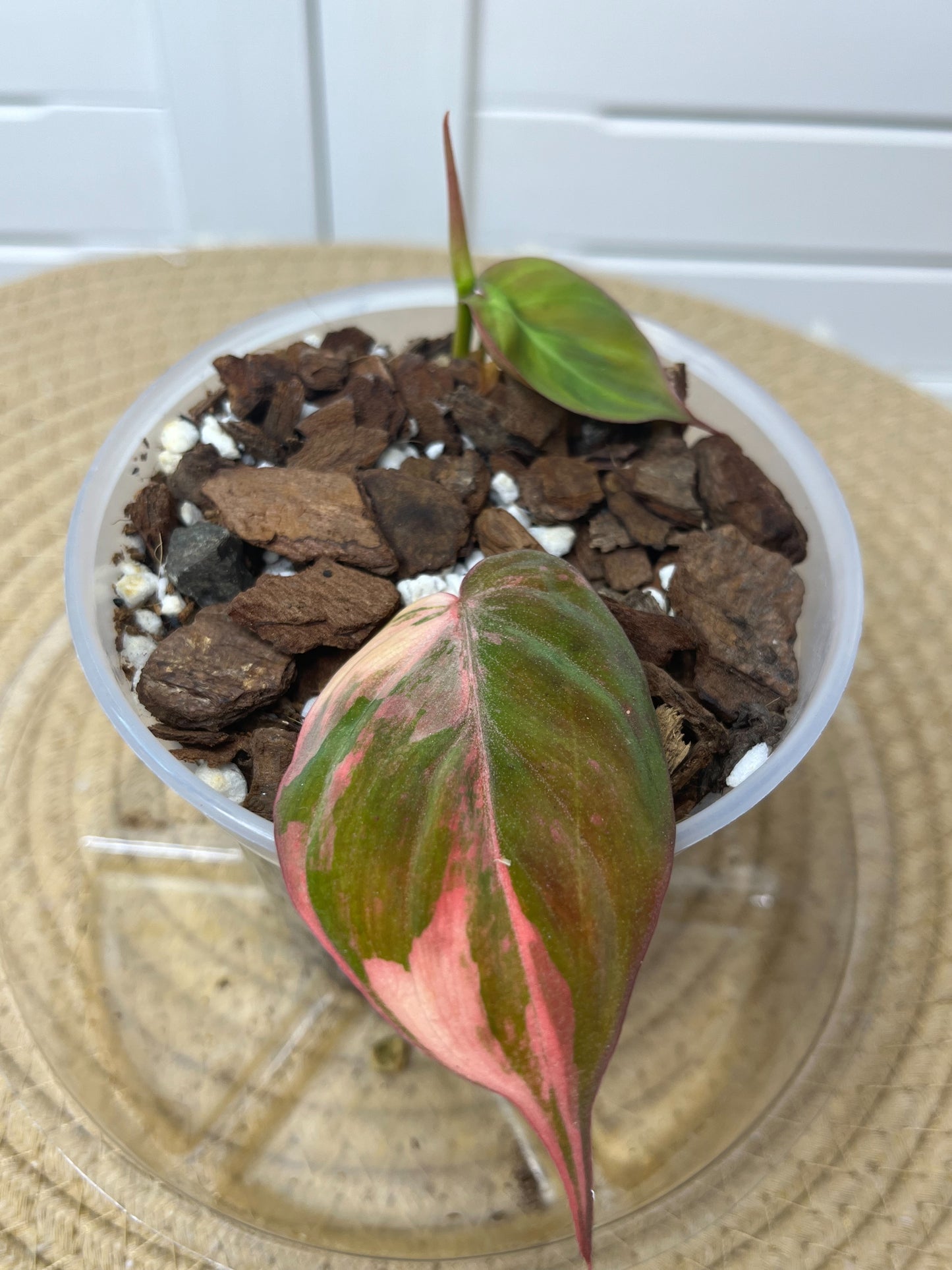 Philodendron Mican Variegated 1