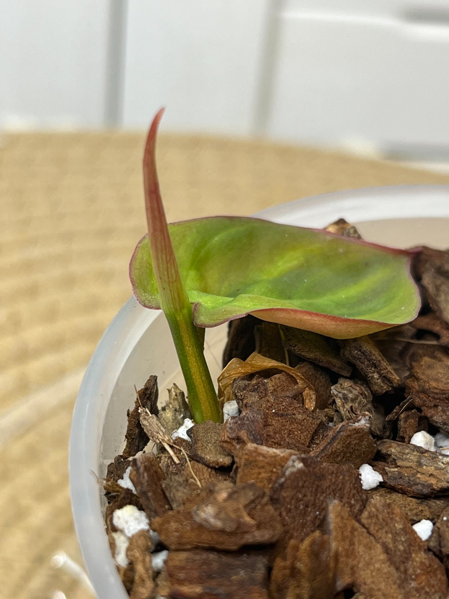 Philodendron Mican Variegated 1