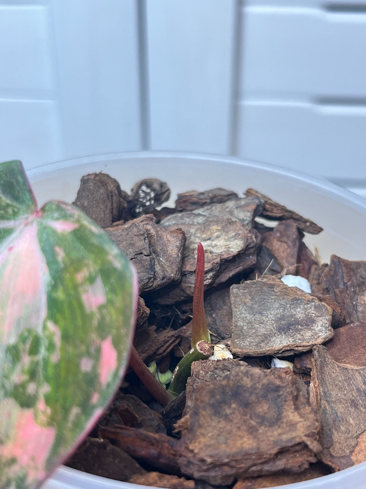 Philodendron Mican Variegated 2