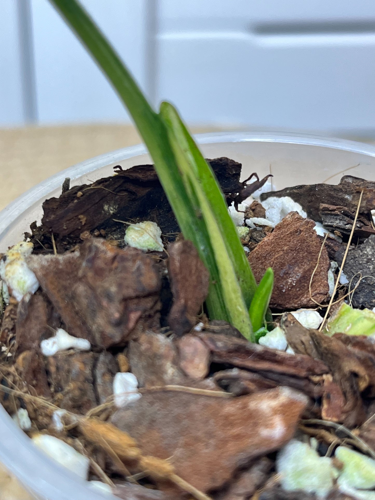 Syngonium Scrambled Eggs 1