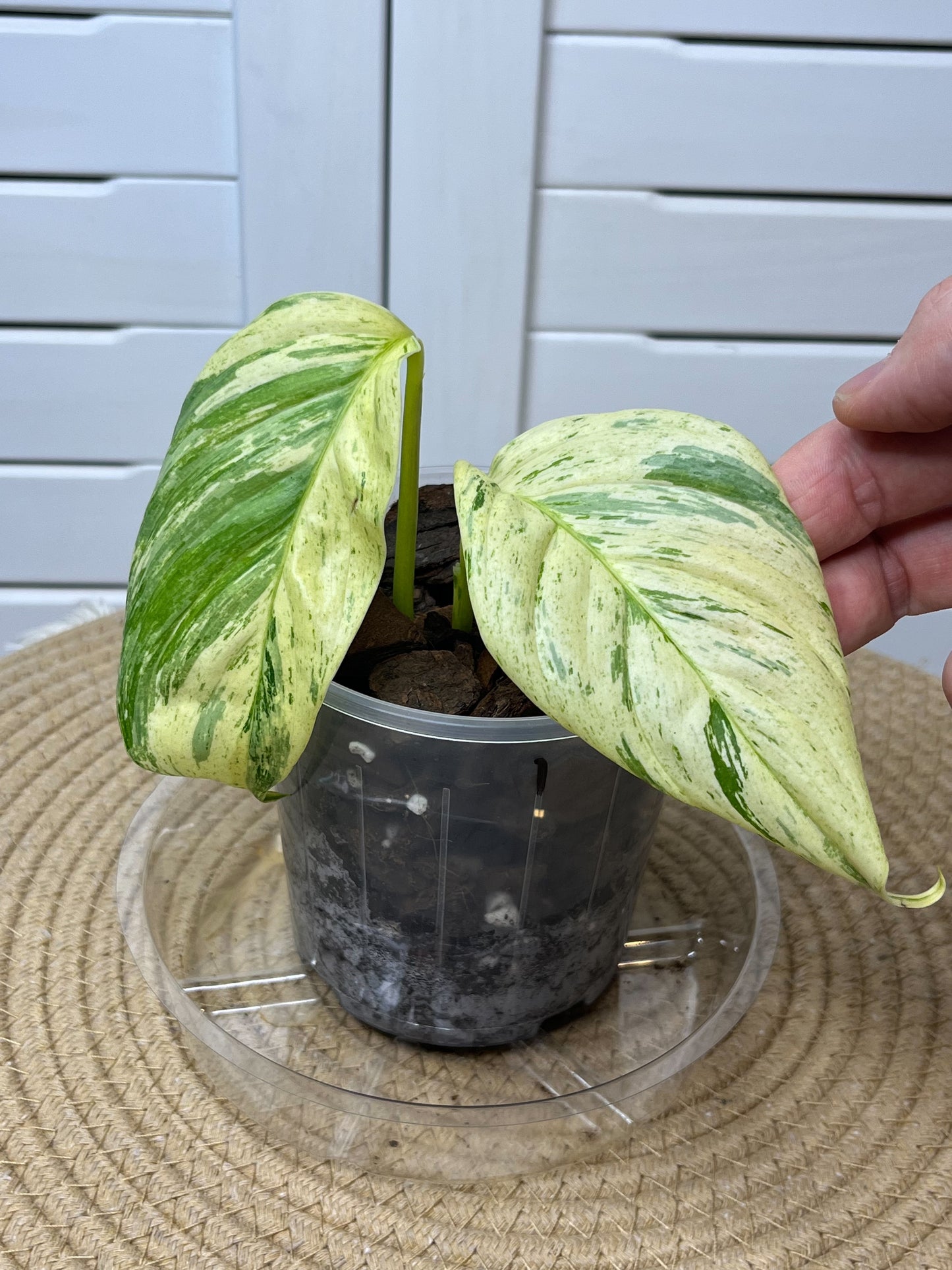 Scindapsus Longistipitatus Marble 1