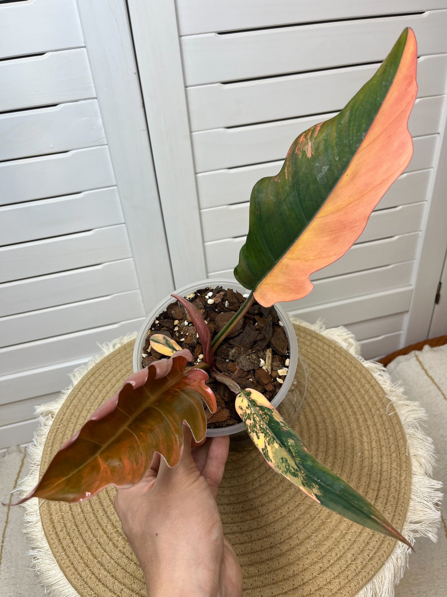 Philodendron Caramel Marble Variegated 2