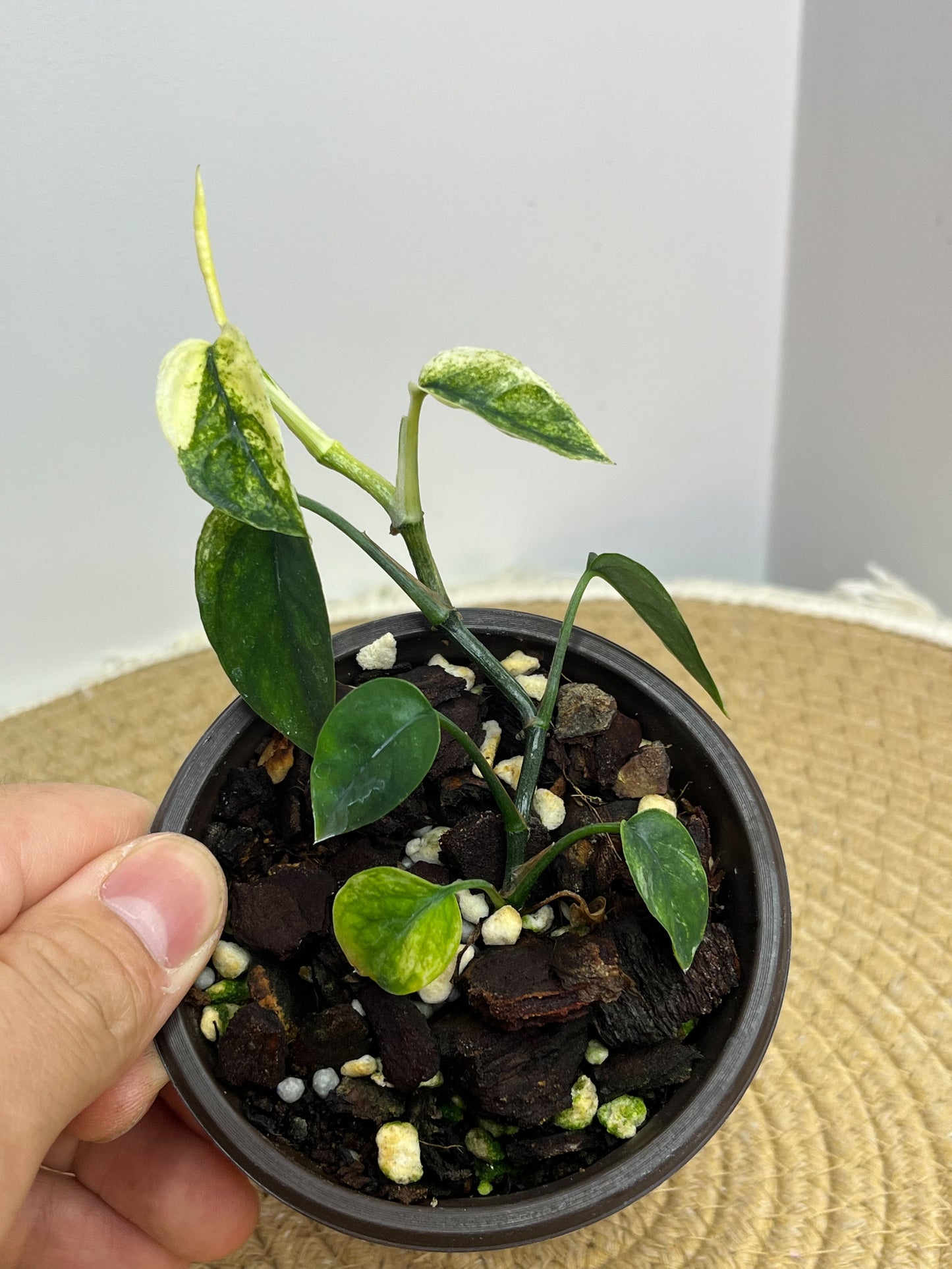 Epipremnum Pinnatum Bali Hanoman #2