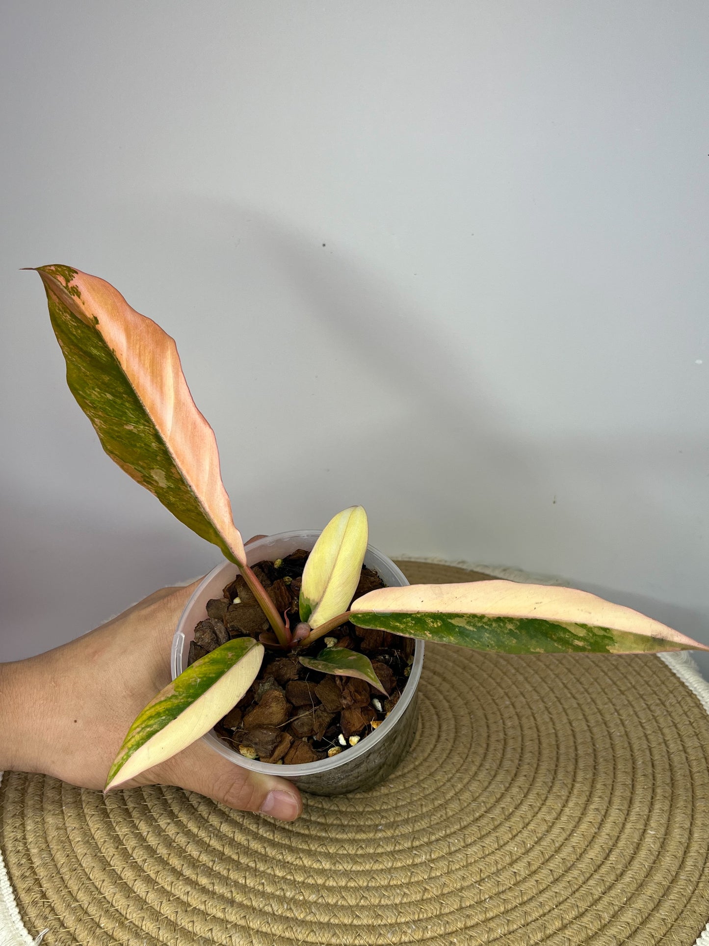 Philodendron Caramel Marble Variegated 1