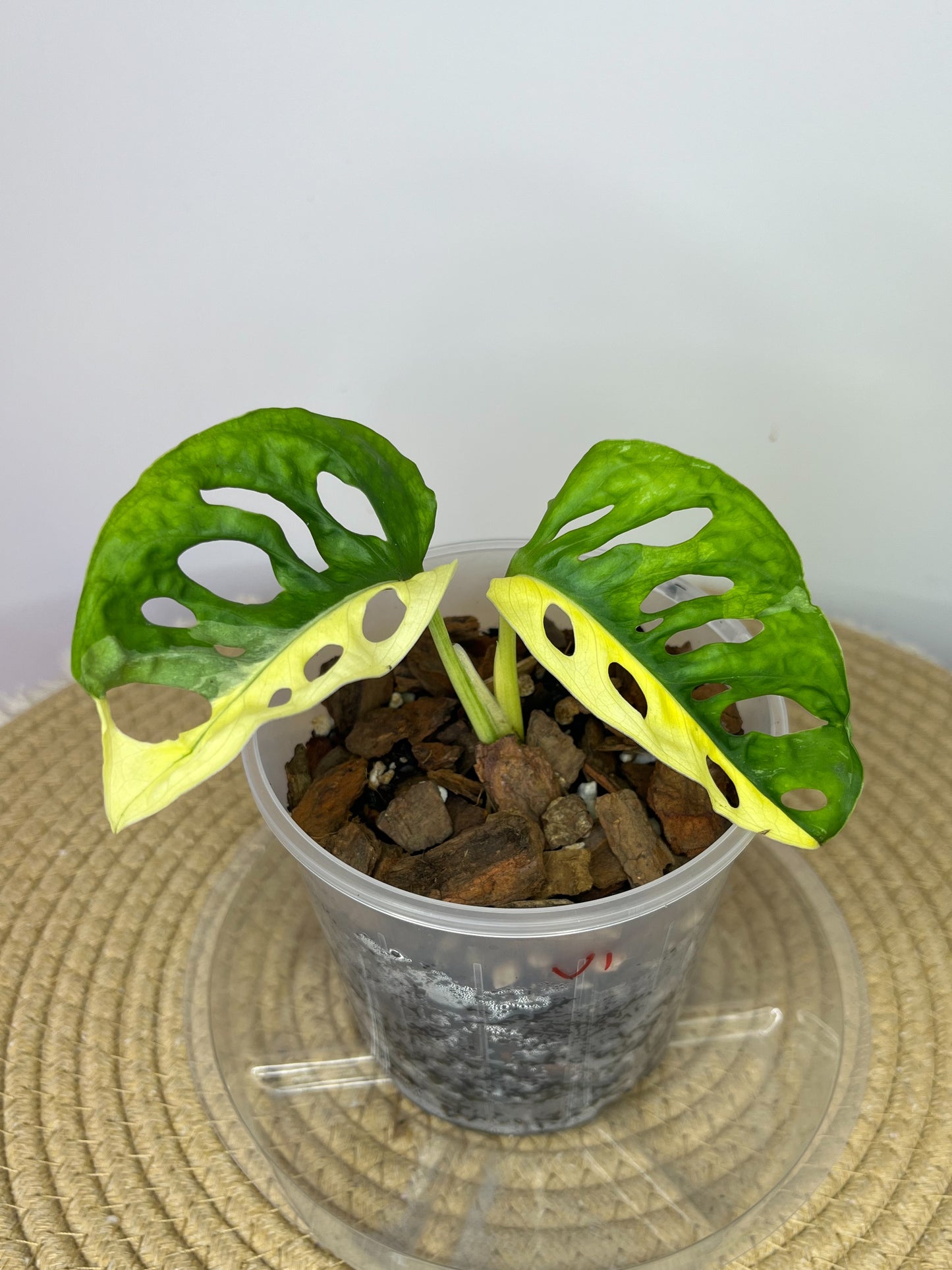 Monstera Monkey Mask(Adansonii) Variegated #1