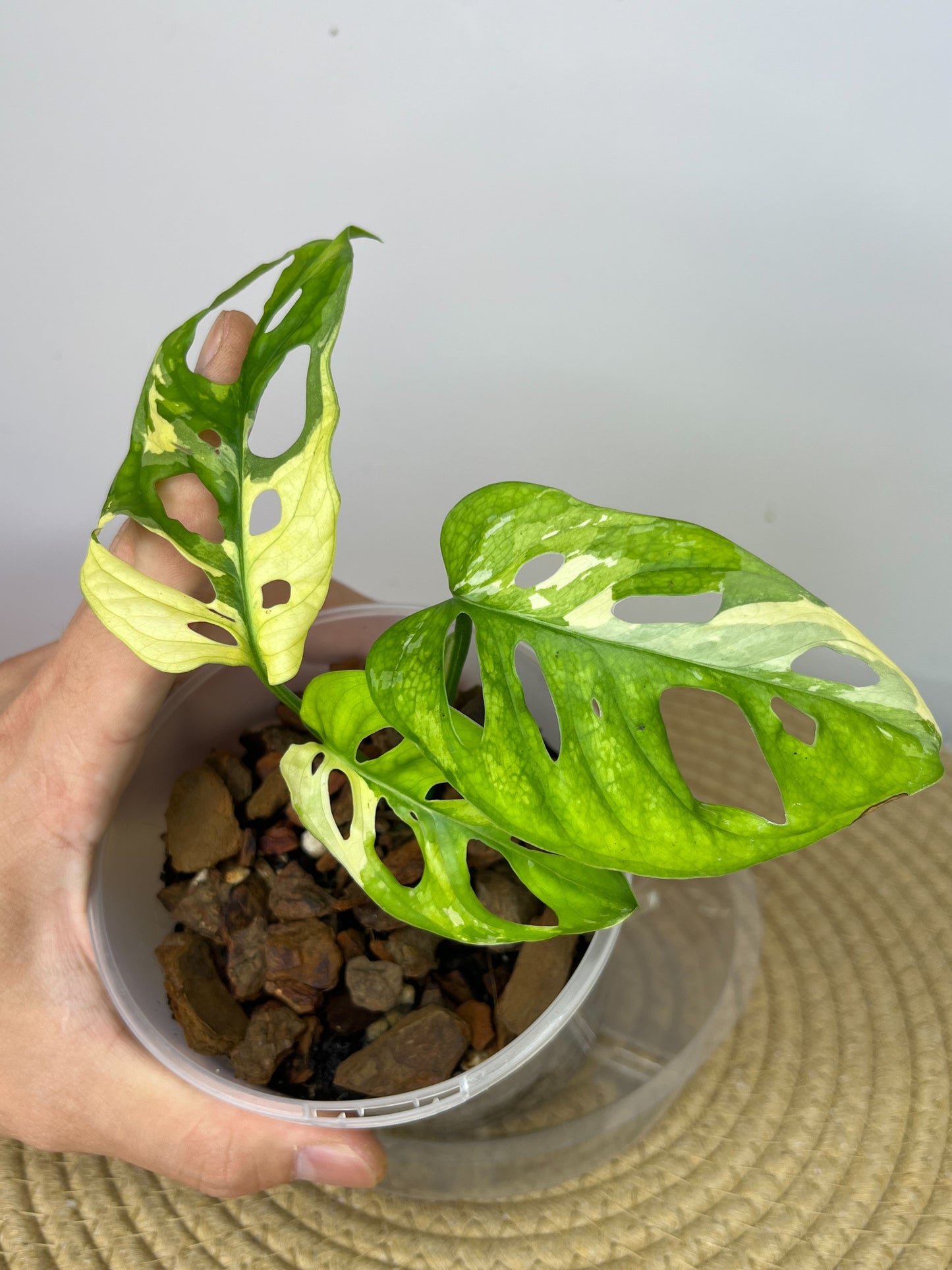 Monstera Monkey Mask(Adansonii) Variegated #2