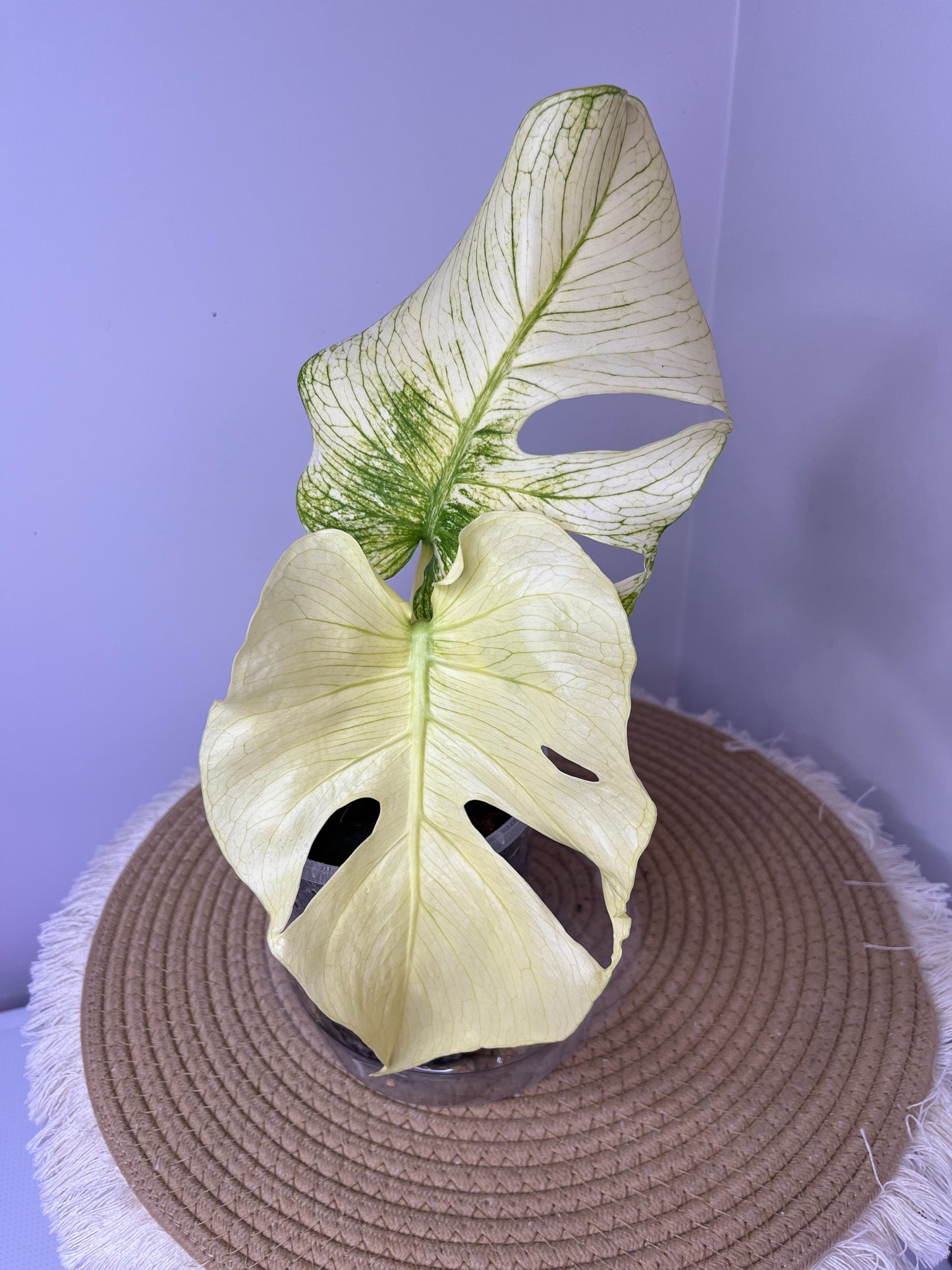 Monstera Deliciosa Mint Variegated 01