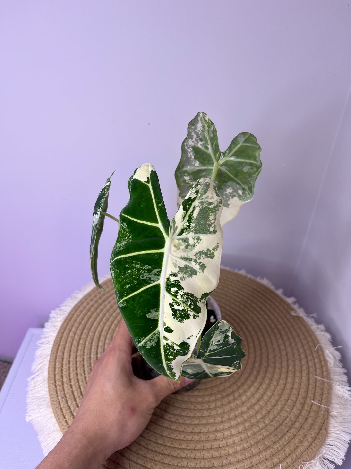 Alocasia Frydek 01