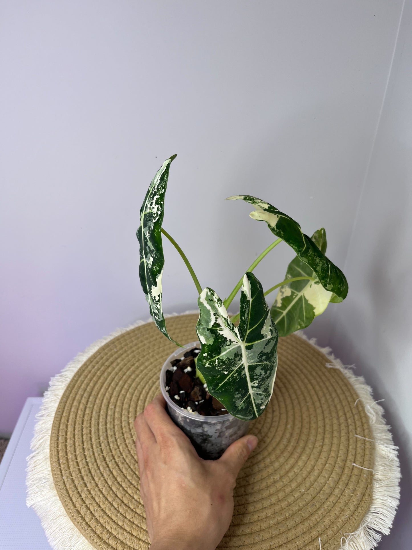 Alocasia Frydek 01