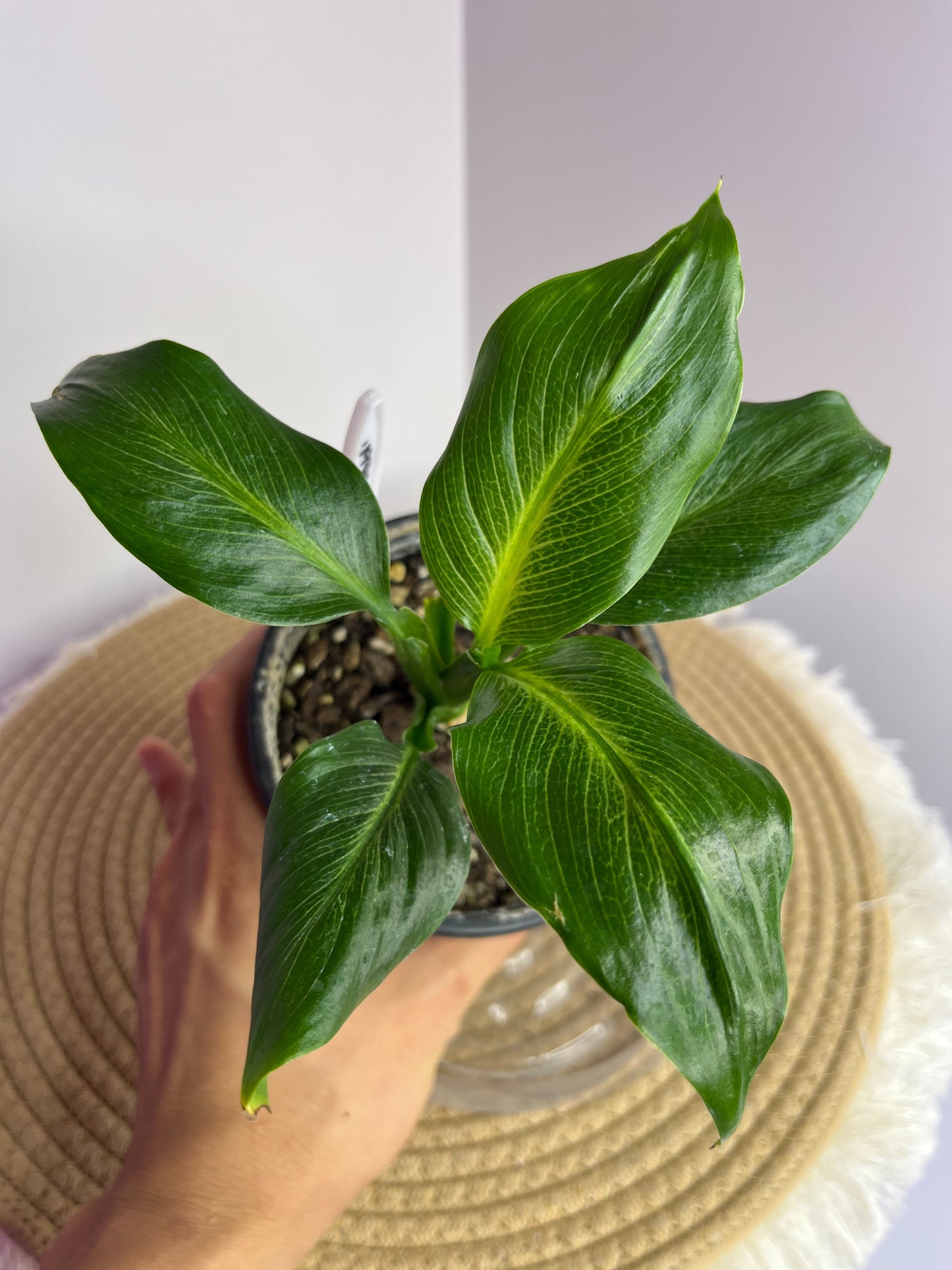 Spathiphyllum Emerald 1