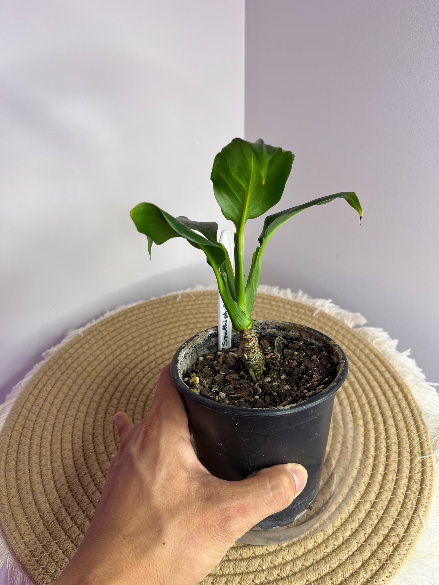 Spathiphyllum Emerald 1