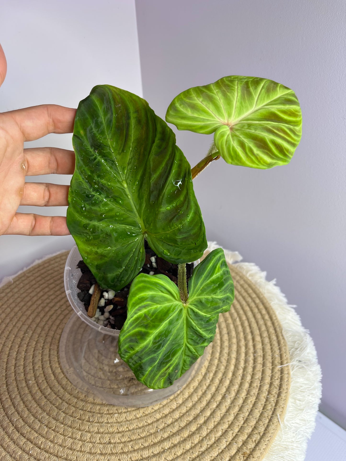 Philodendron Verrucosum 1
