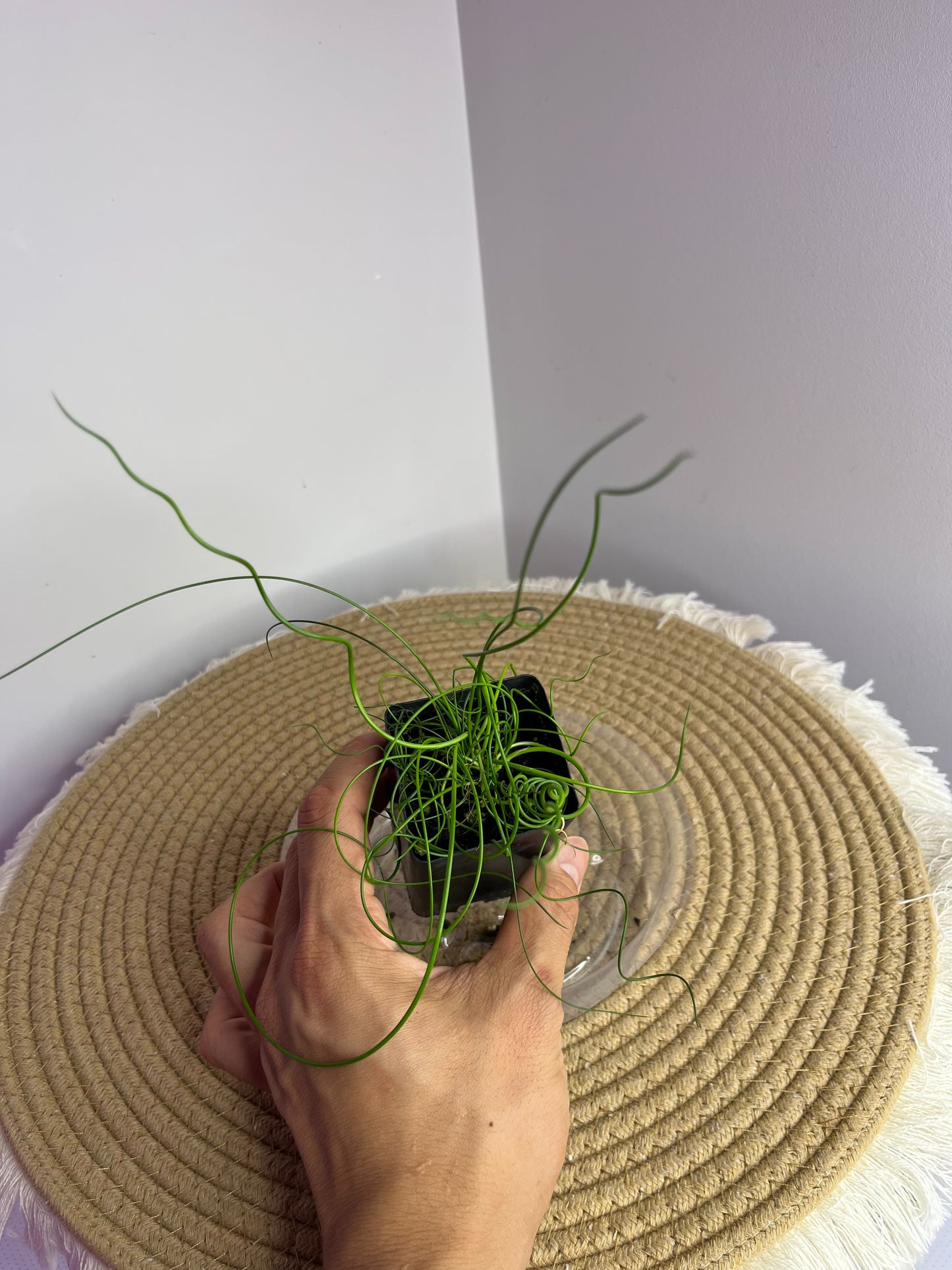 Juncos Spiralis 1