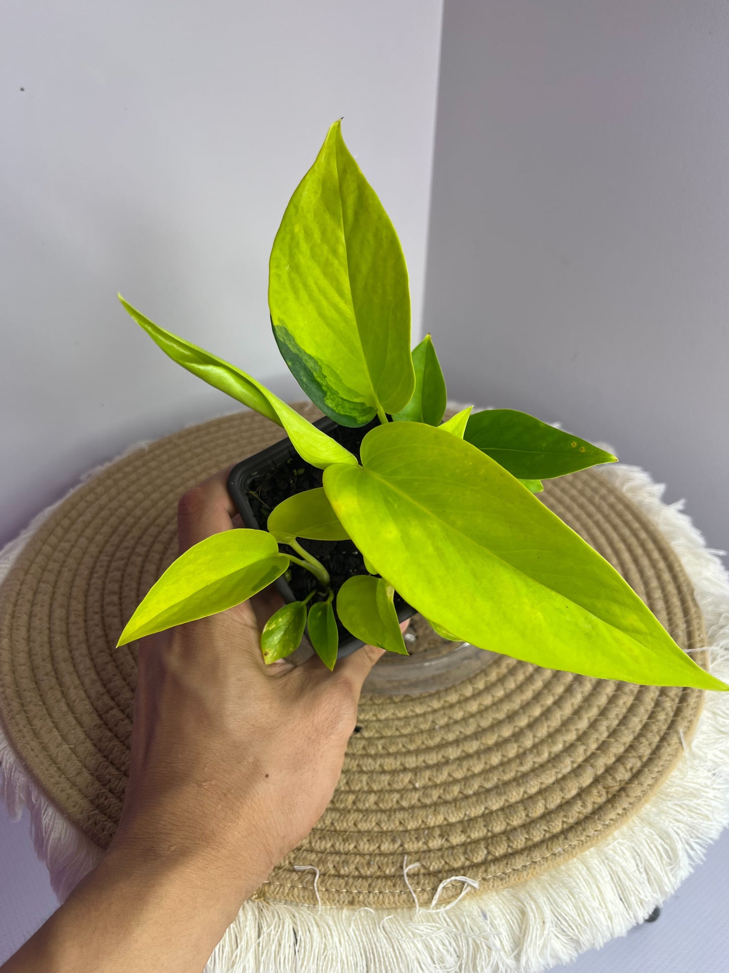 Epipremnum Neon 2