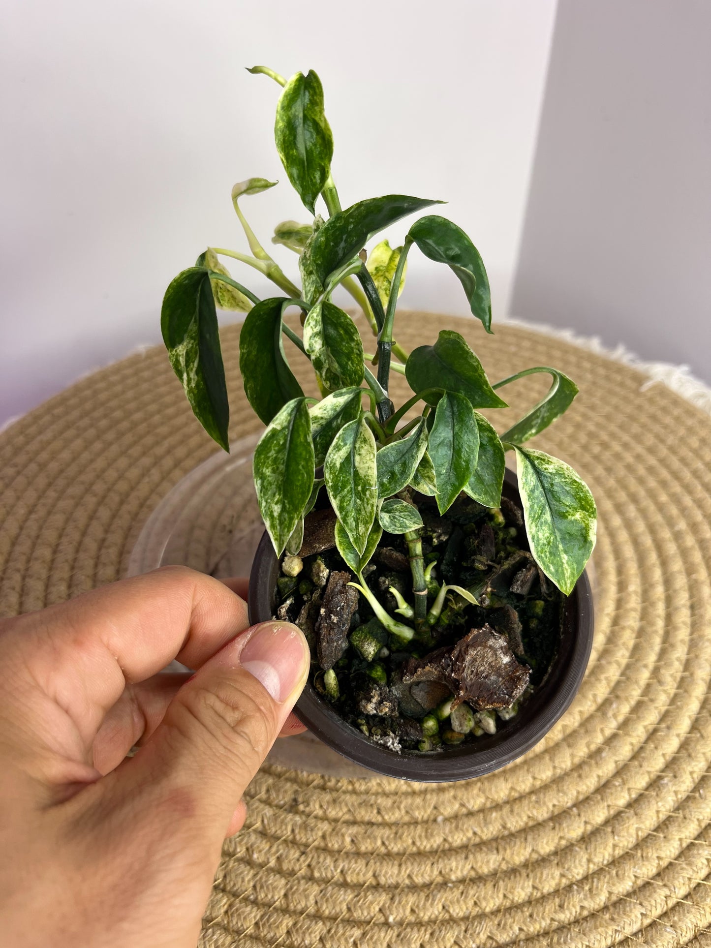 Epipremnum Pinnatum Bali Hanoman 1